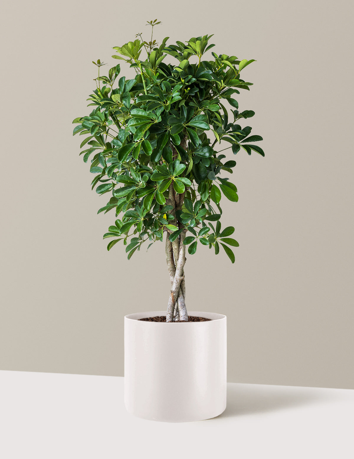 Örgü Gövdeli Schefflera Arboricola