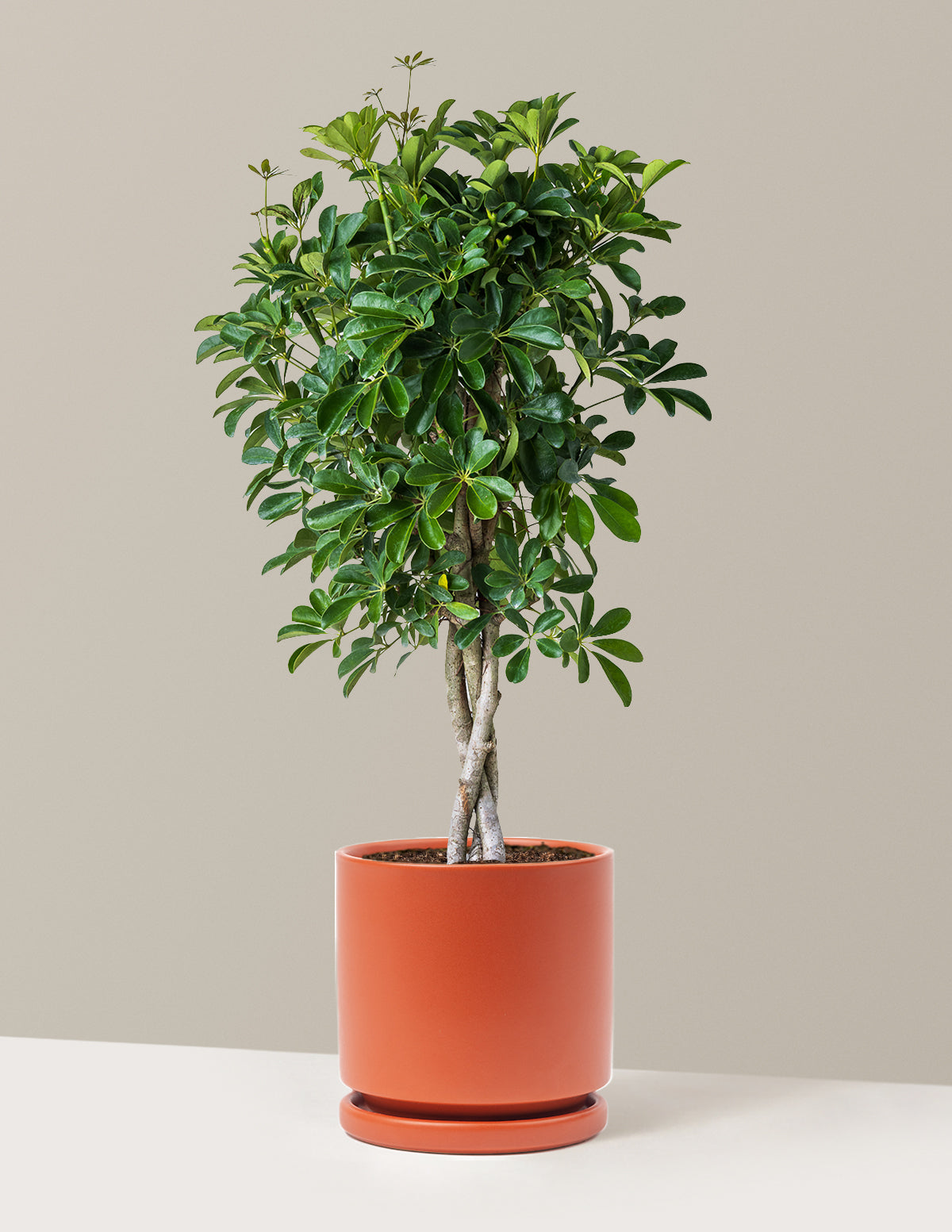 Örgü Gövdeli Schefflera Arboricola