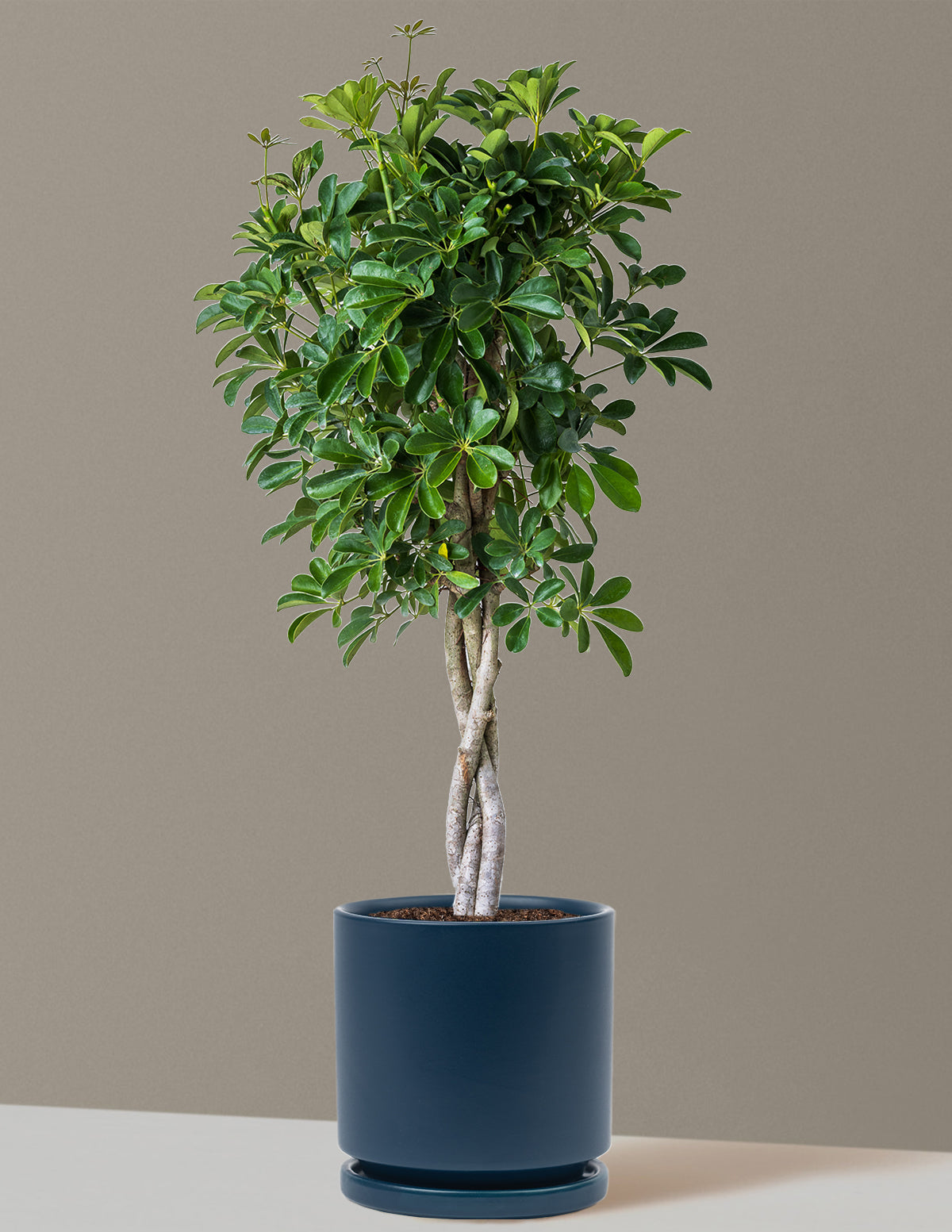 Örgü Gövdeli Schefflera Arboricola