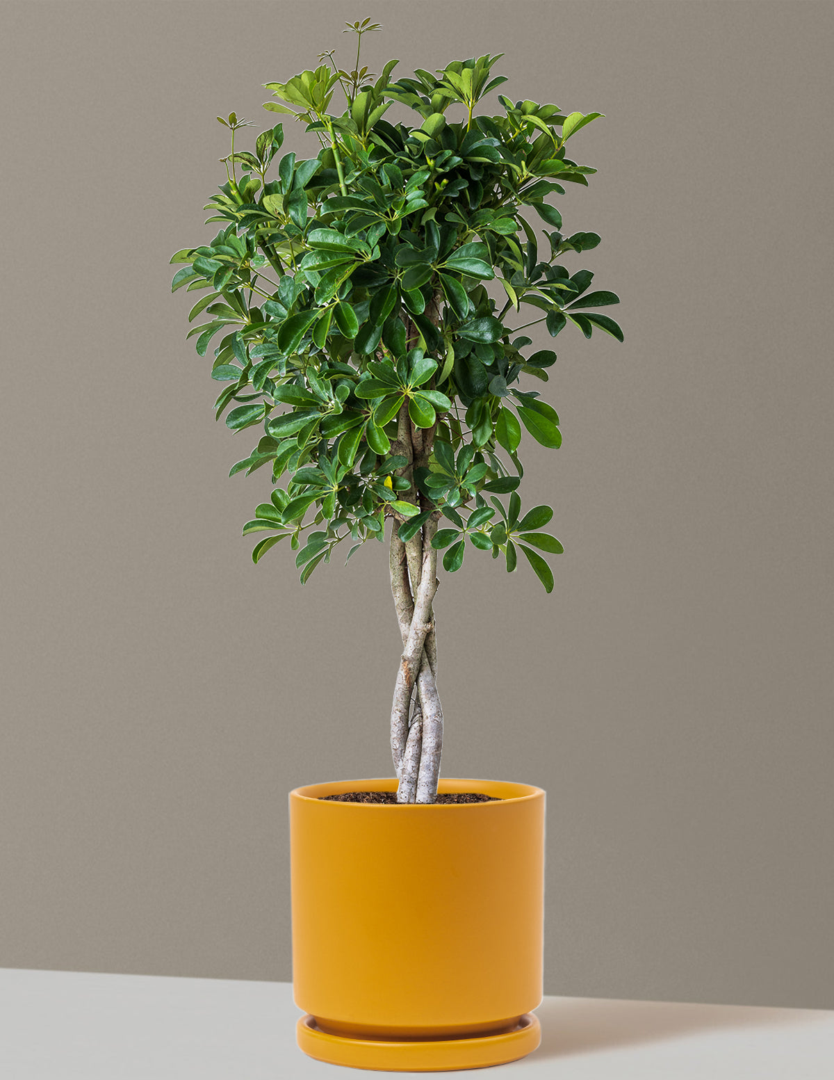 Örgü Gövdeli Schefflera Arboricola