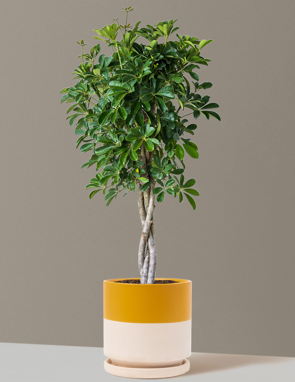 Örgü Gövdeli Schefflera Arboricola