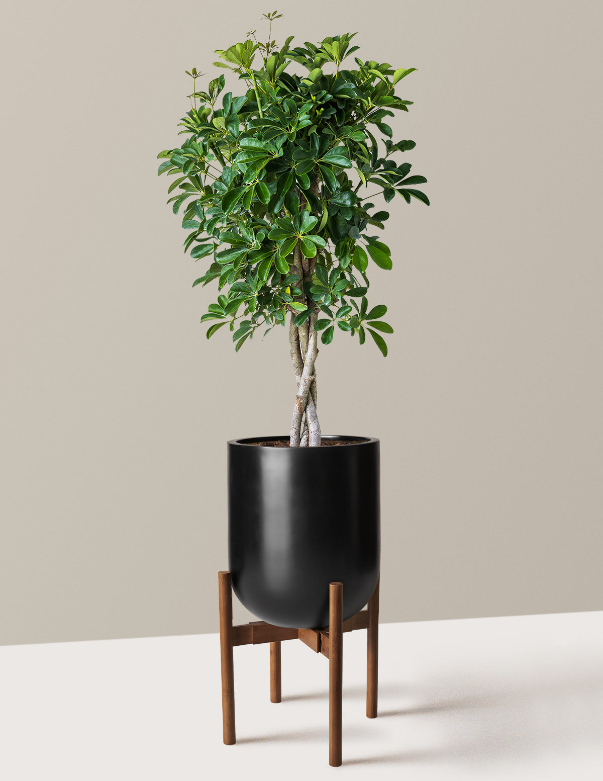 Örgü Gövdeli Schefflera Arboricola