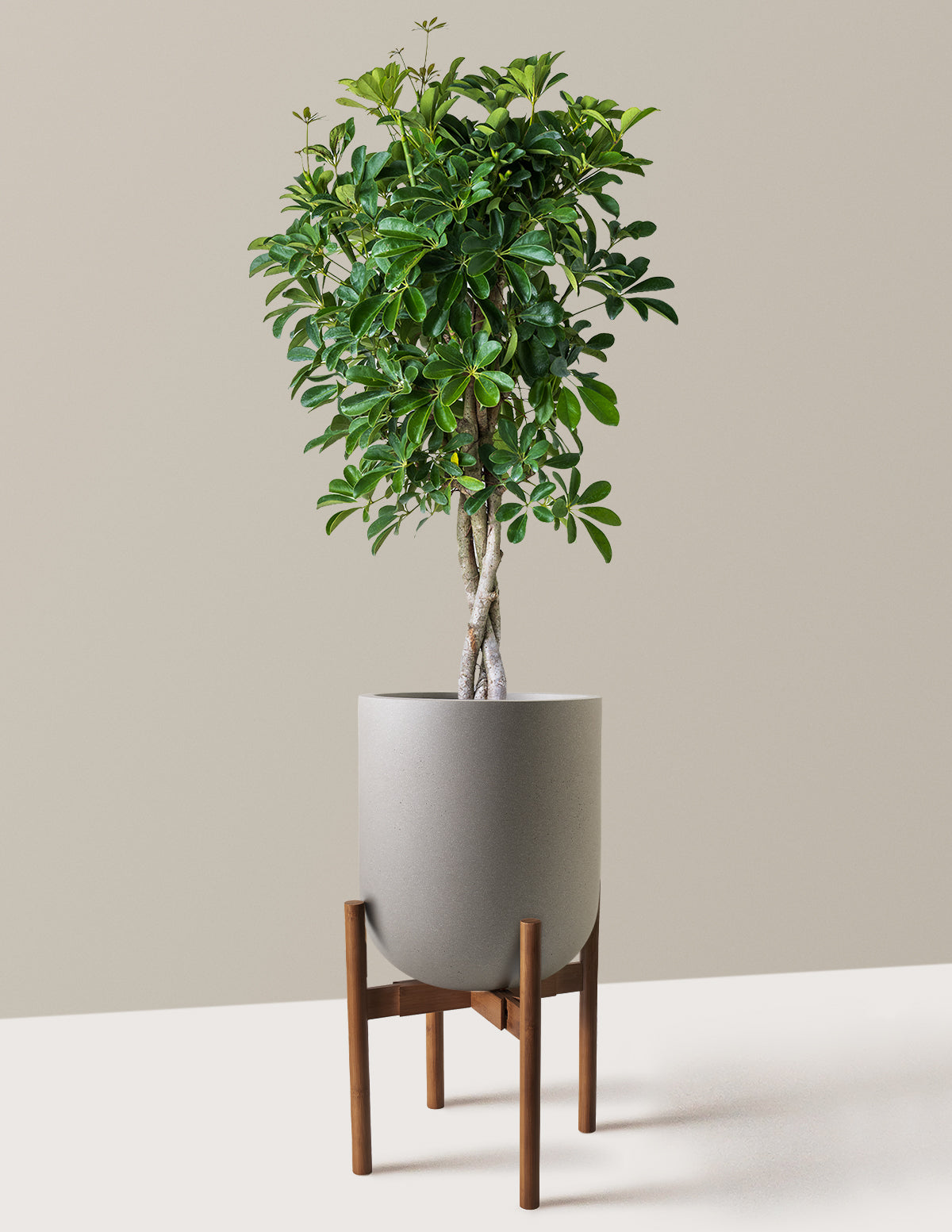 Örgü Gövdeli Schefflera Arboricola