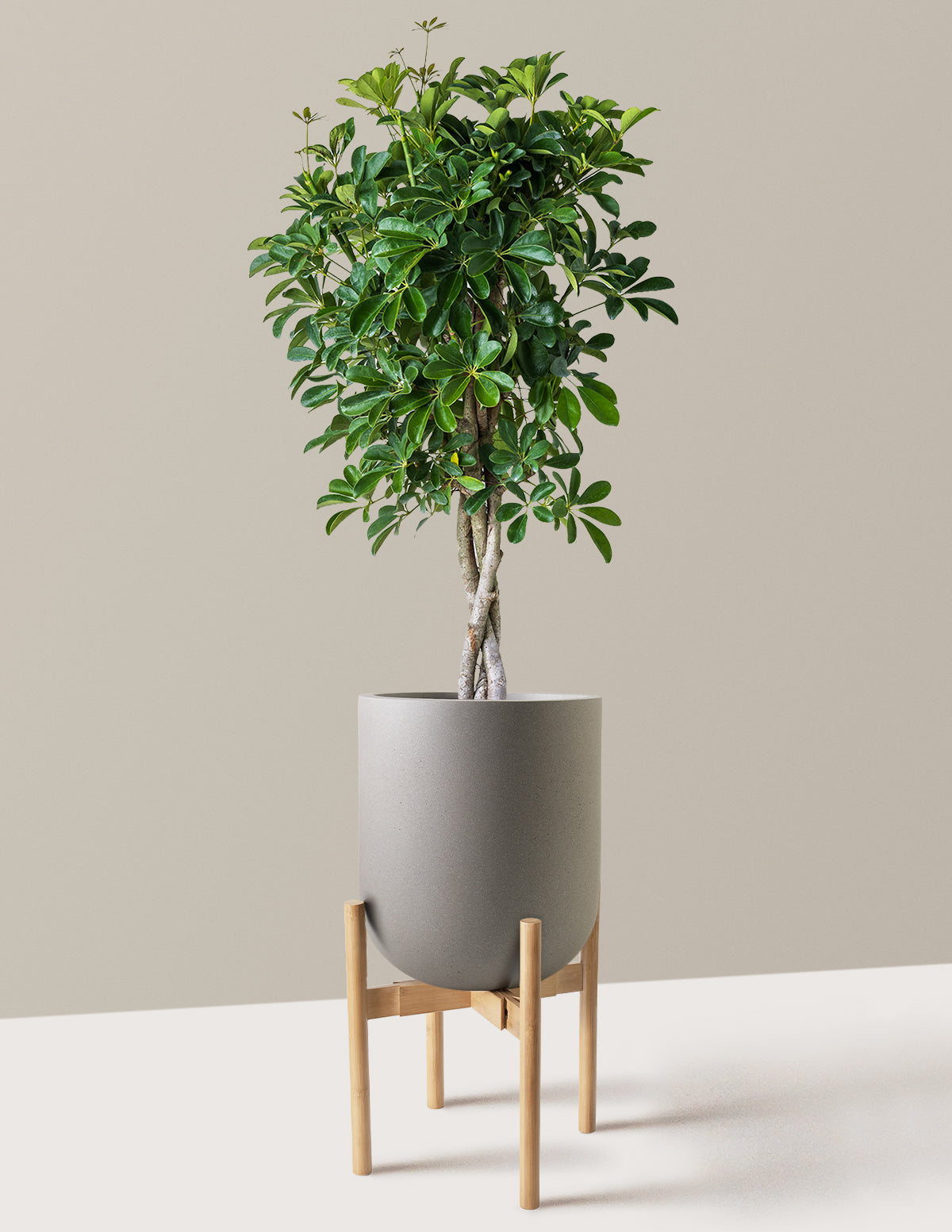 Örgü Gövdeli Schefflera Arboricola