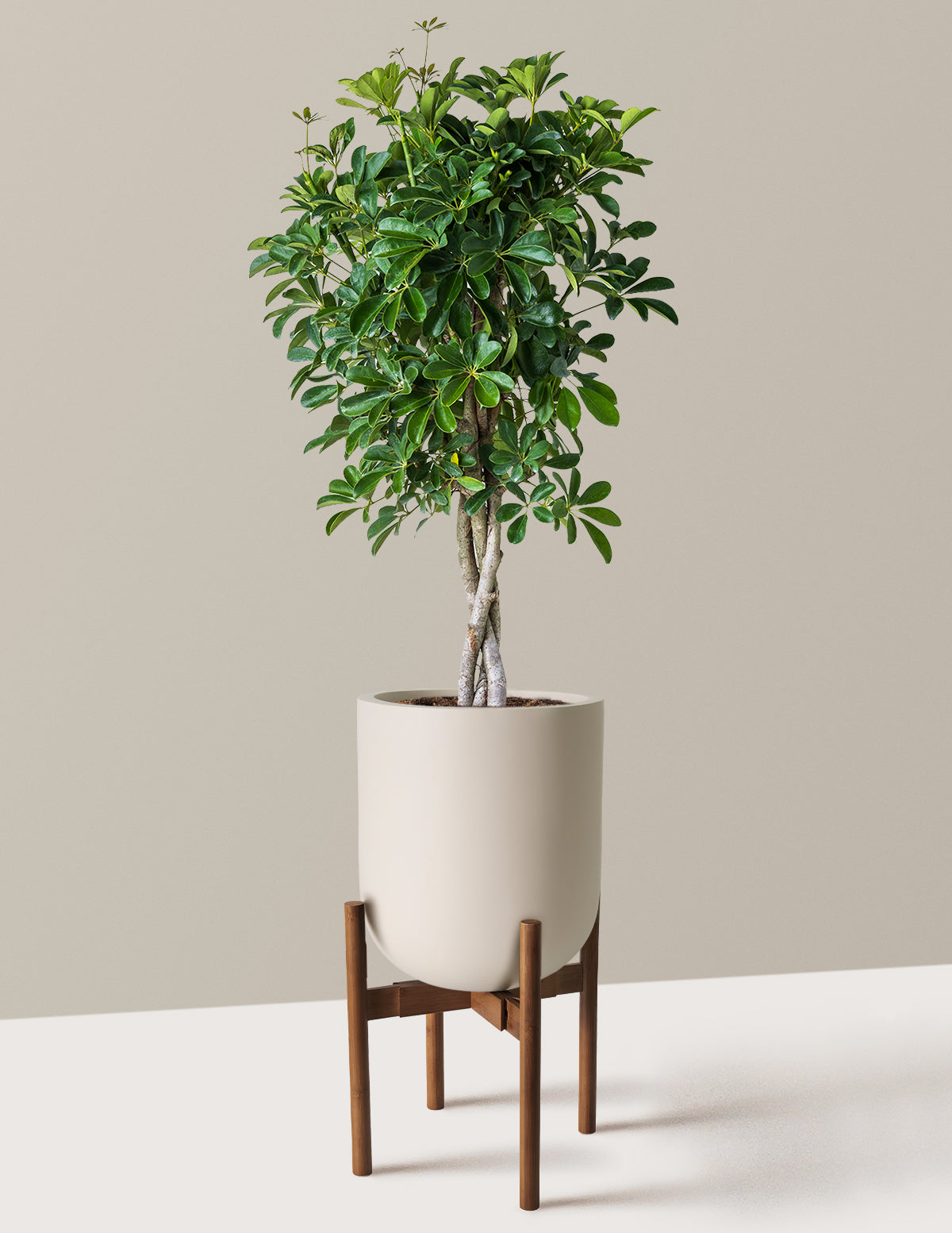Örgü Gövdeli Schefflera Arboricola