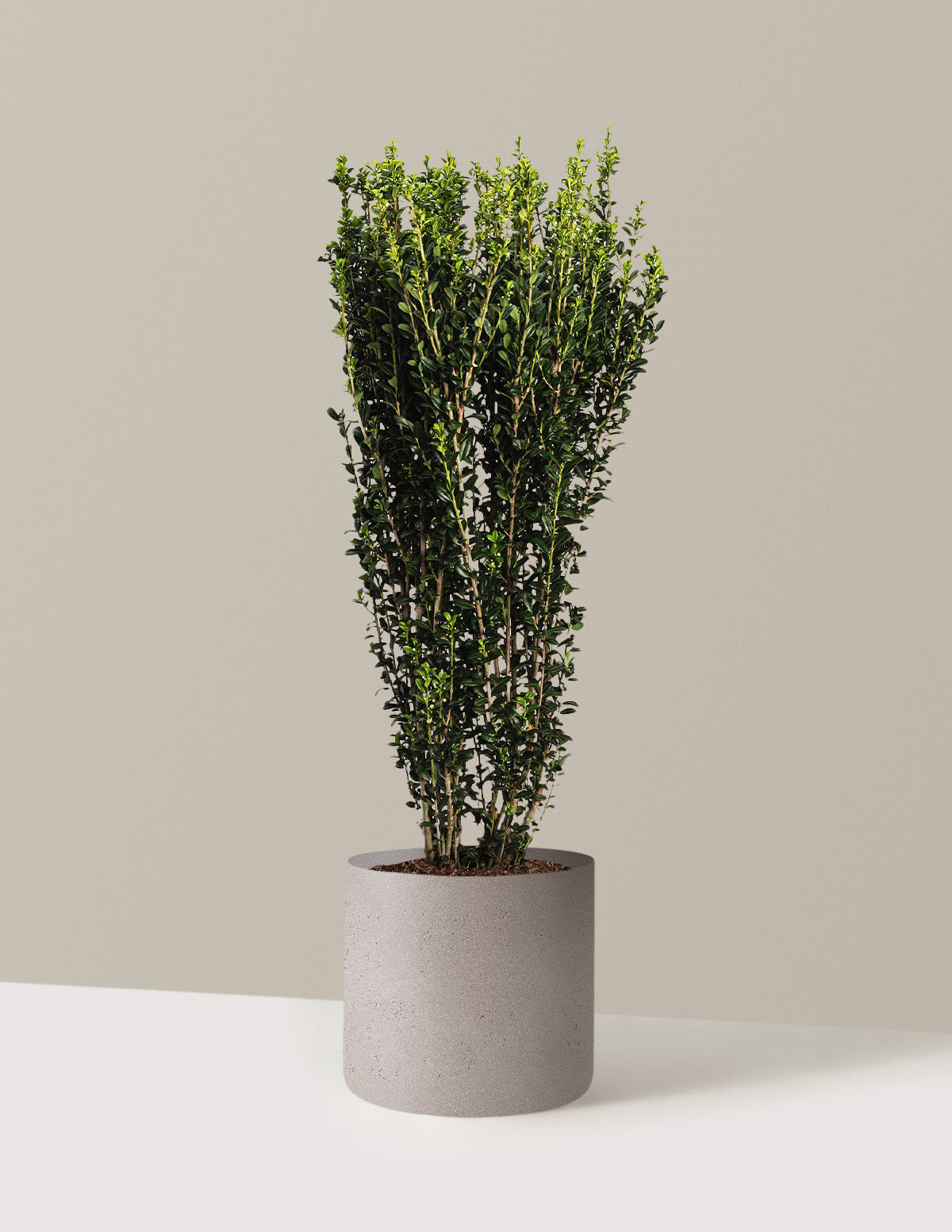 Sky Pencil Holly (Ilex crenata)