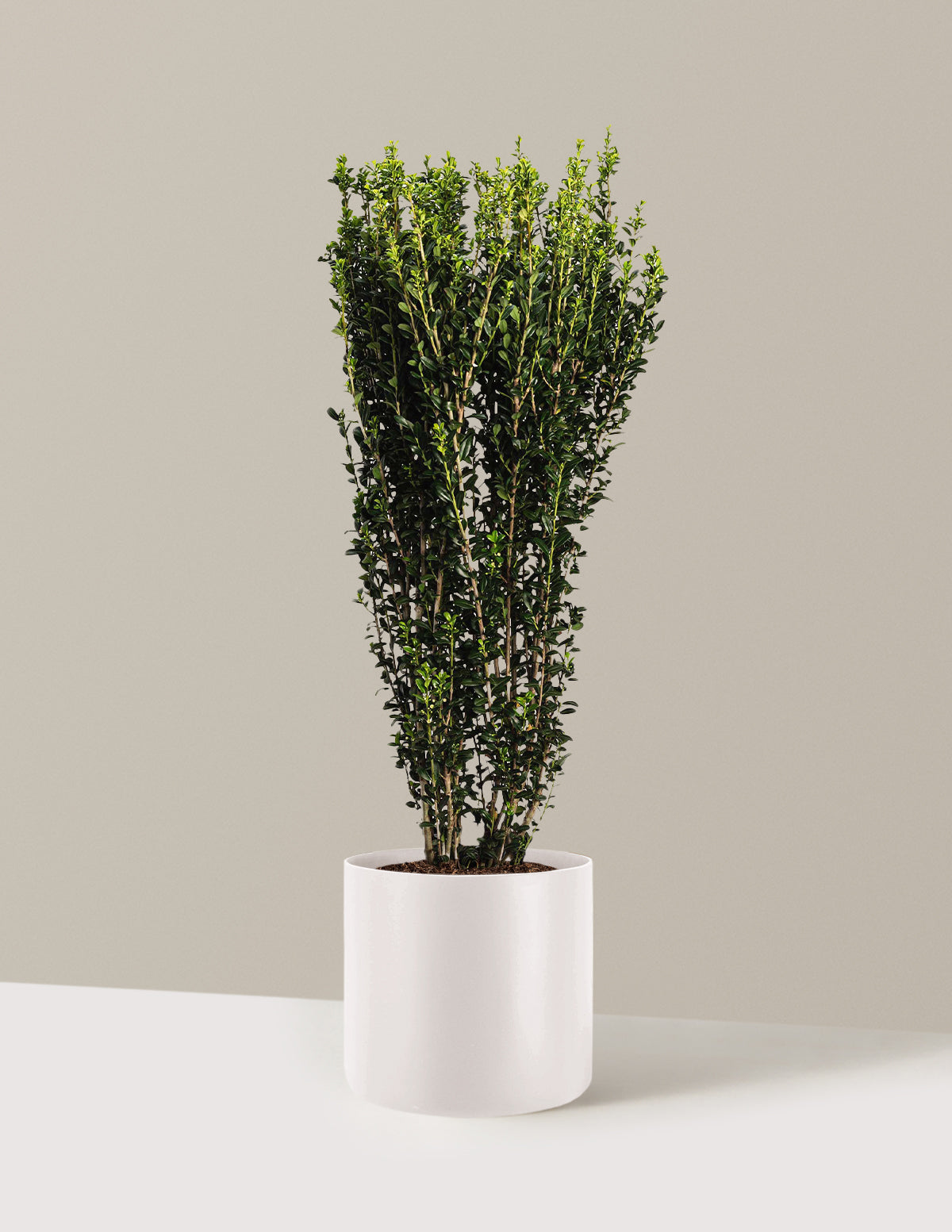 Sky Pencil Holly (Ilex crenata)
