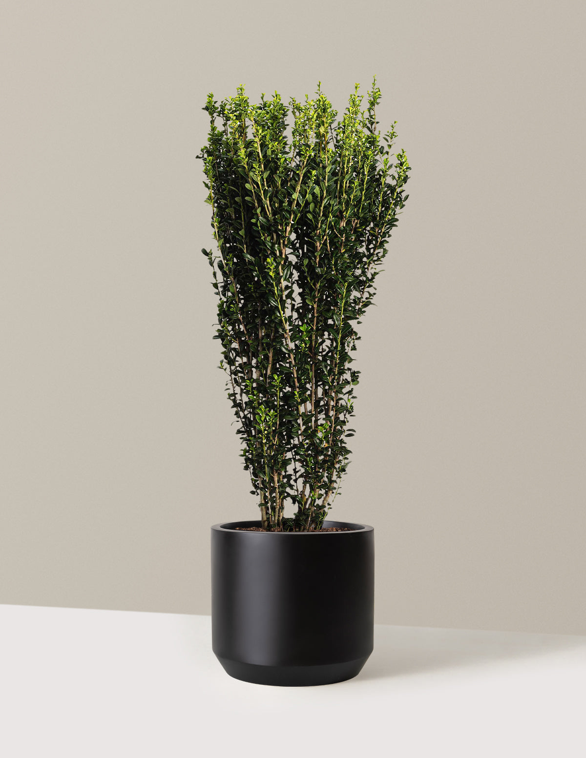 Sky Pencil Holly (Ilex crenata)