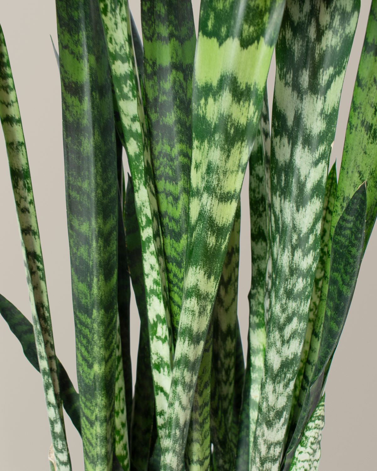 Büyük Boy Snake Plant 'Black Coral'