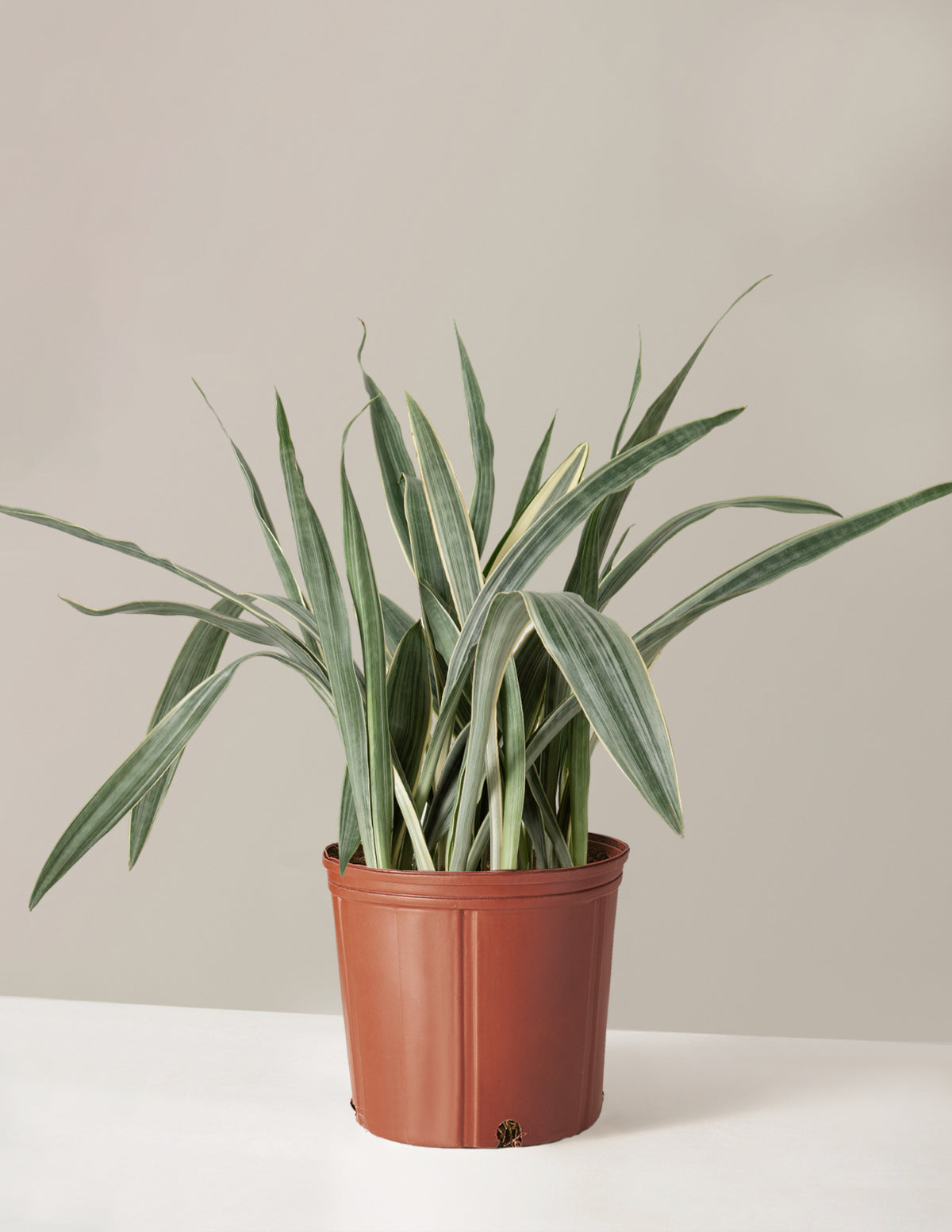 Büyük Boy Snake Plant 'Sayuri'