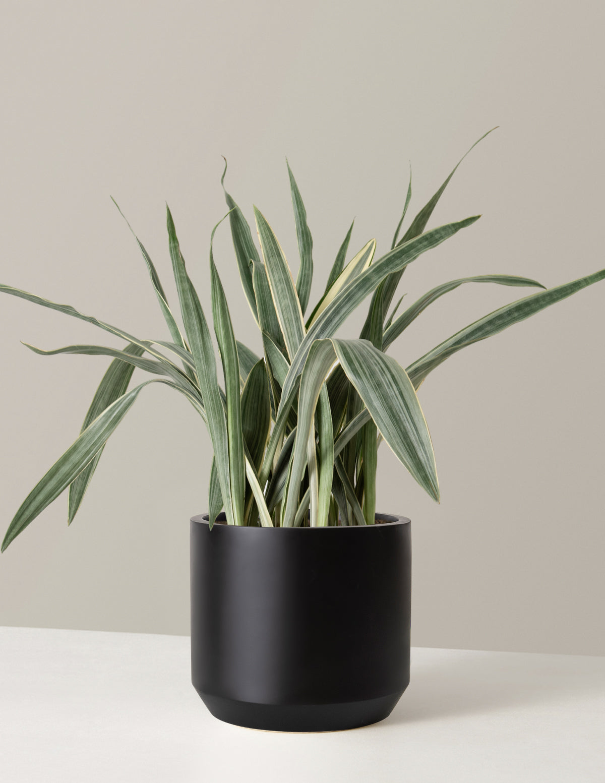 Büyük Boy Snake Plant 'Sayuri'