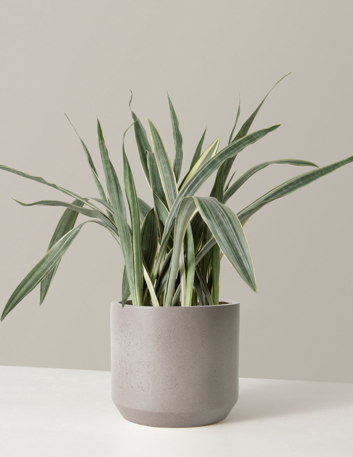 Büyük Boy Snake Plant 'Sayuri'