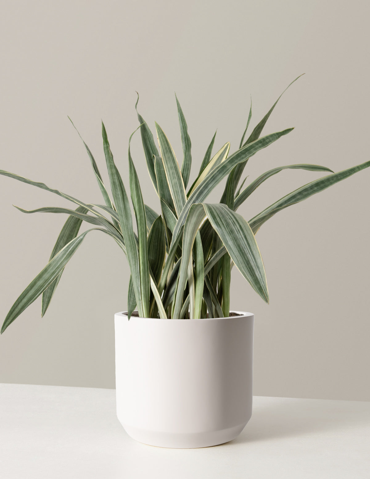 Büyük Boy Snake Plant 'Sayuri'
