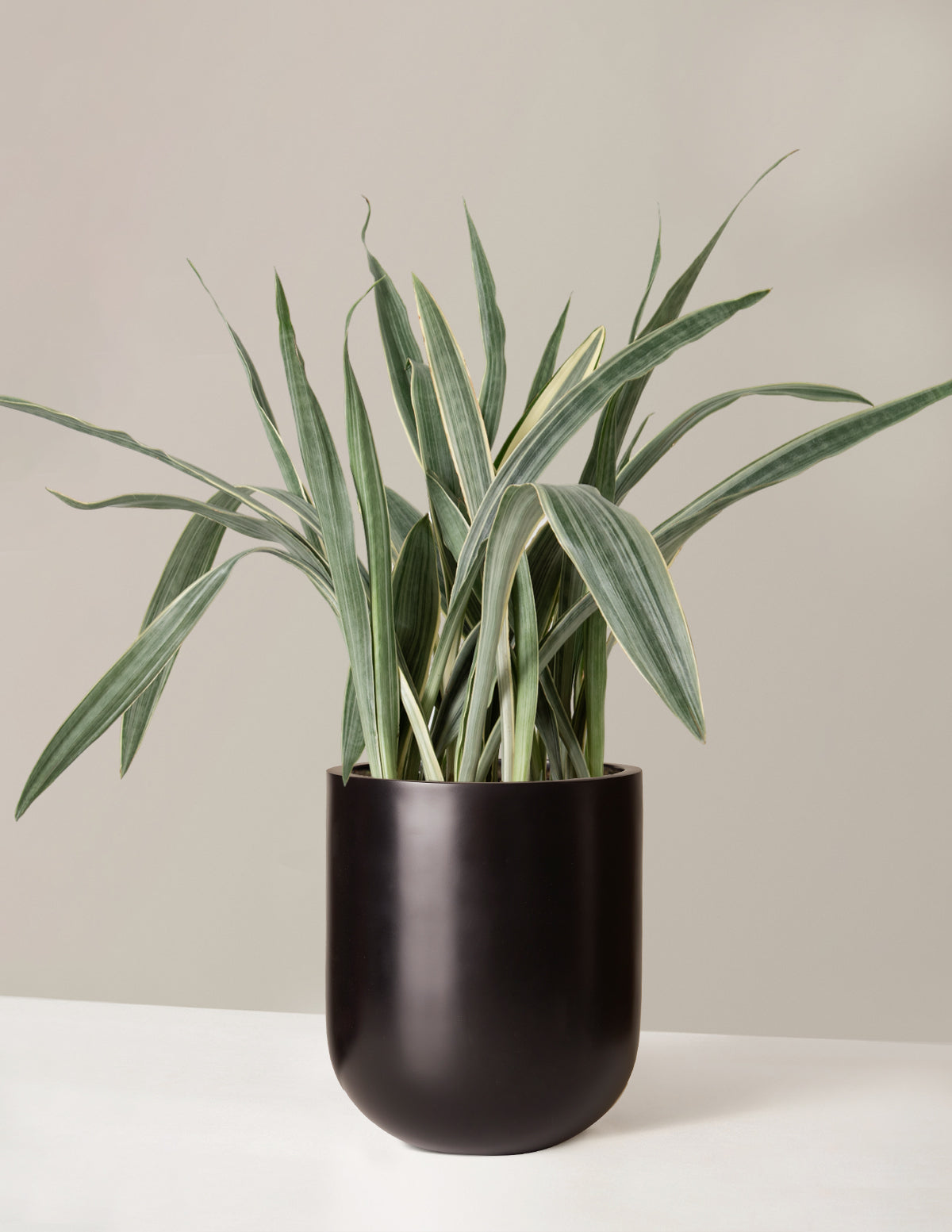 Büyük Boy Snake Plant 'Sayuri'