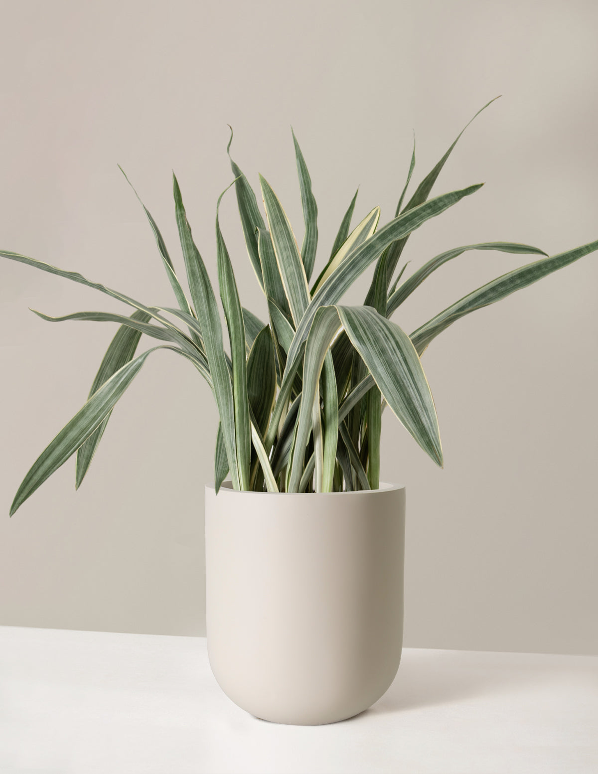 Büyük Boy Snake Plant 'Sayuri'