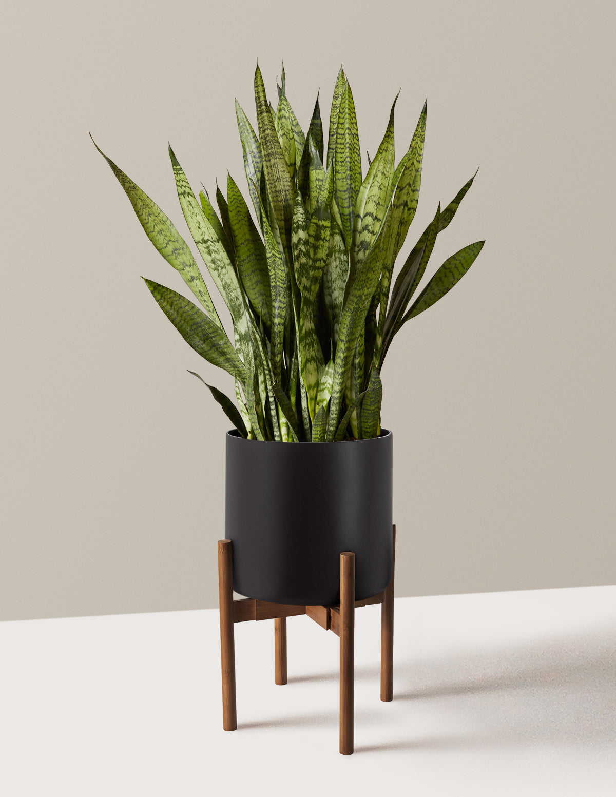 Paşa Kılıcı (Snake Plant) Zeylanica