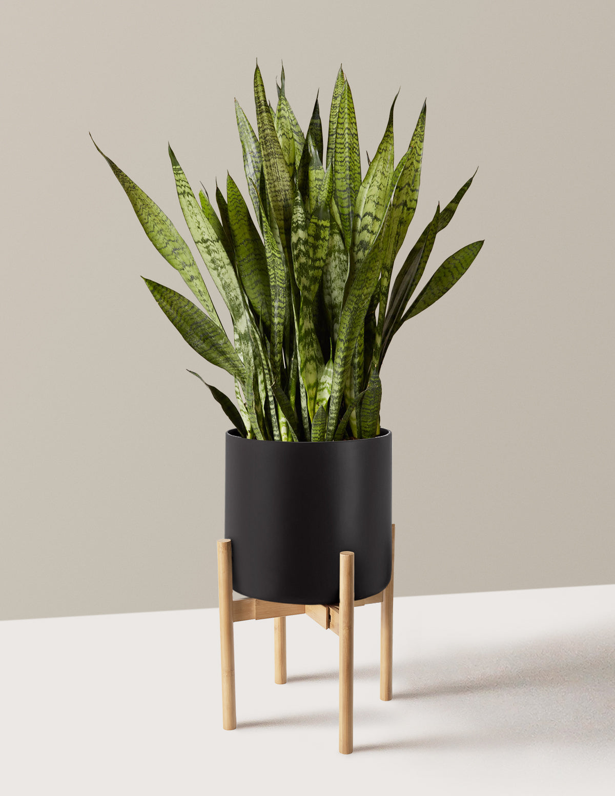 Paşa Kılıcı (Snake Plant) Zeylanica