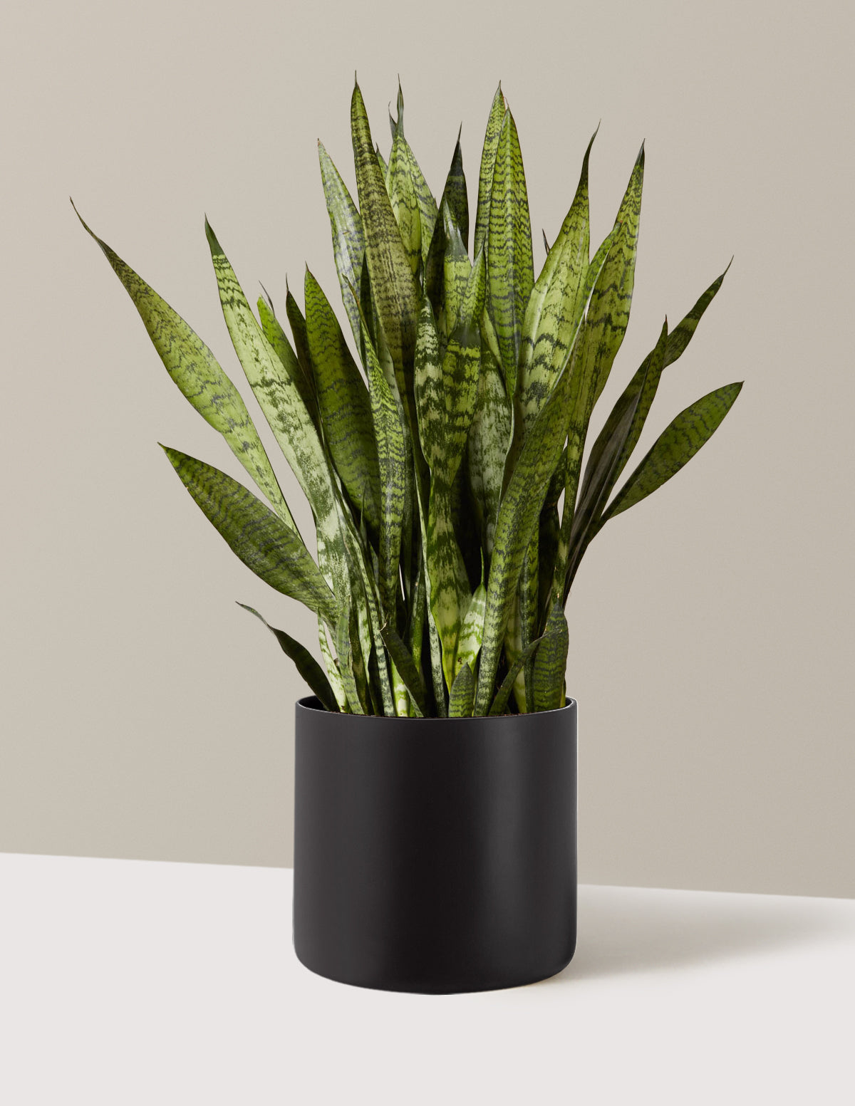 Paşa Kılıcı (Snake Plant) Zeylanica