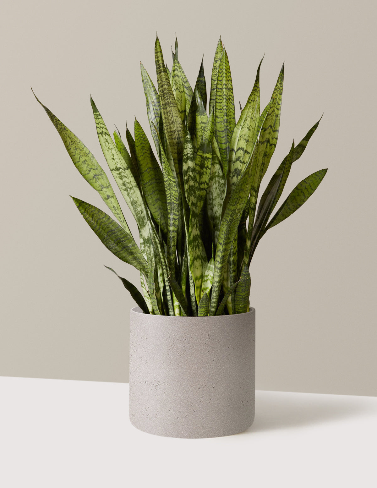 Paşa Kılıcı (Snake Plant) Zeylanica