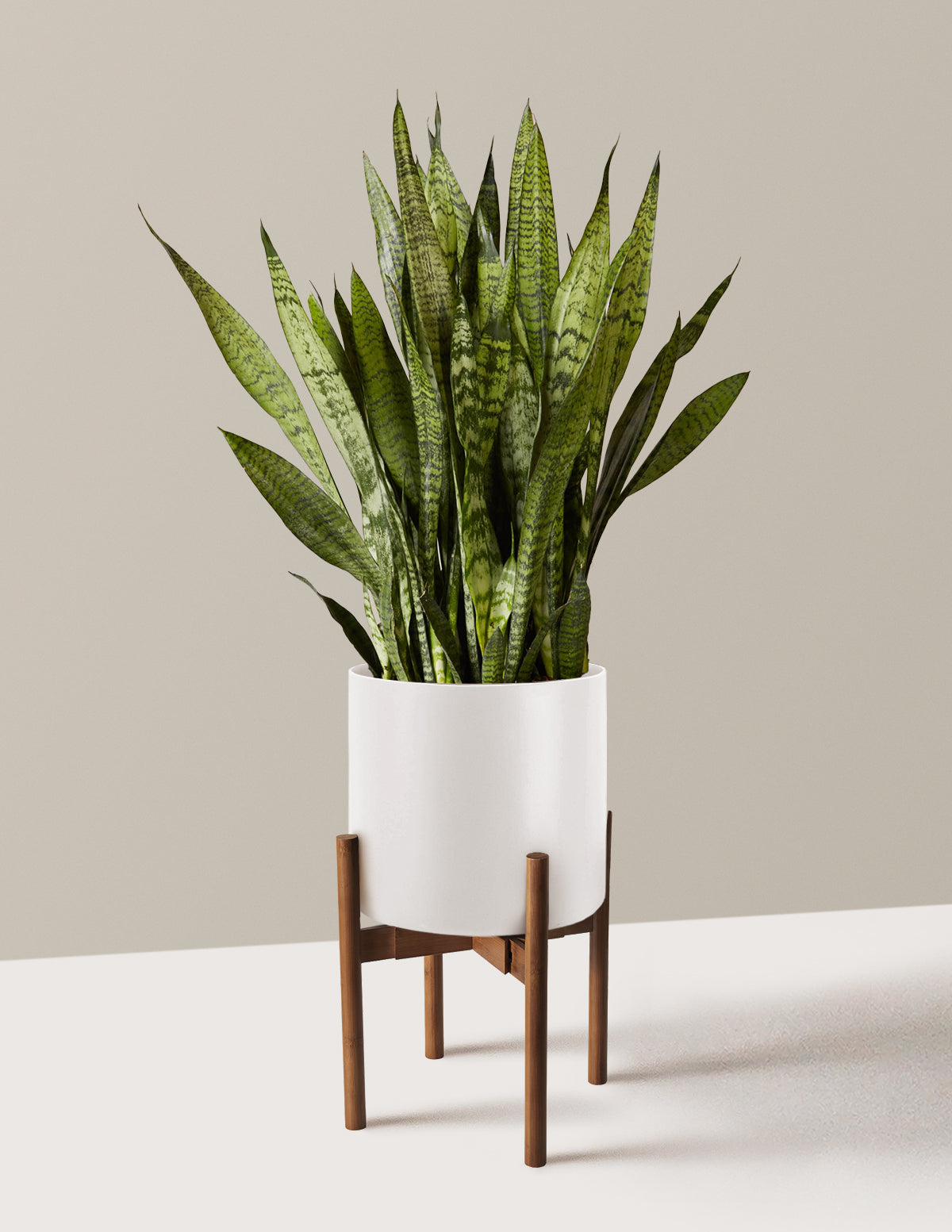 Paşa Kılıcı (Snake Plant) Zeylanica