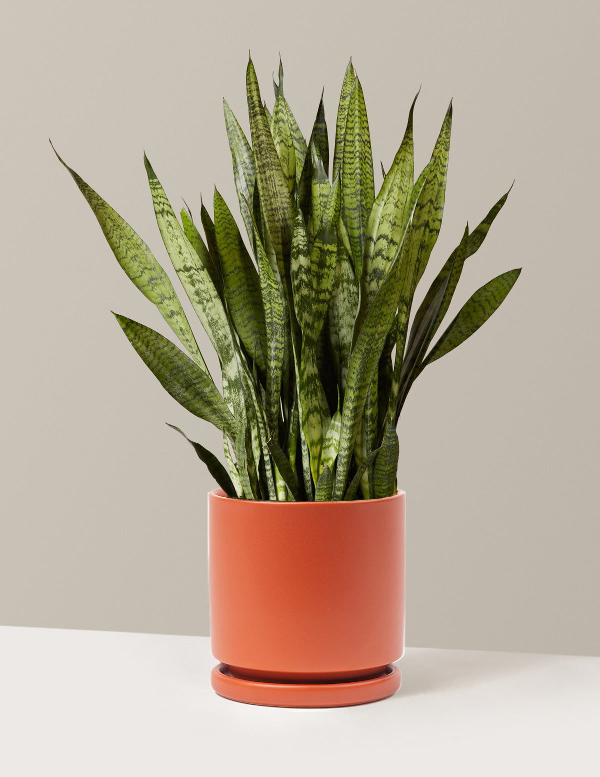 Paşa Kılıcı (Snake Plant) Zeylanica