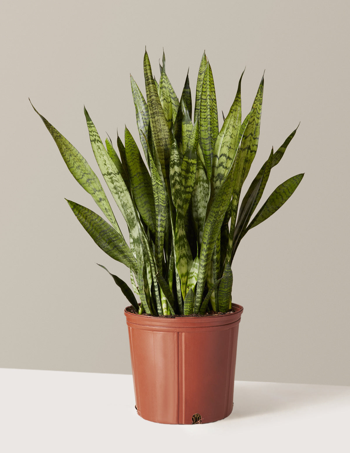 Paşa Kılıcı (Snake Plant) Zeylanica
