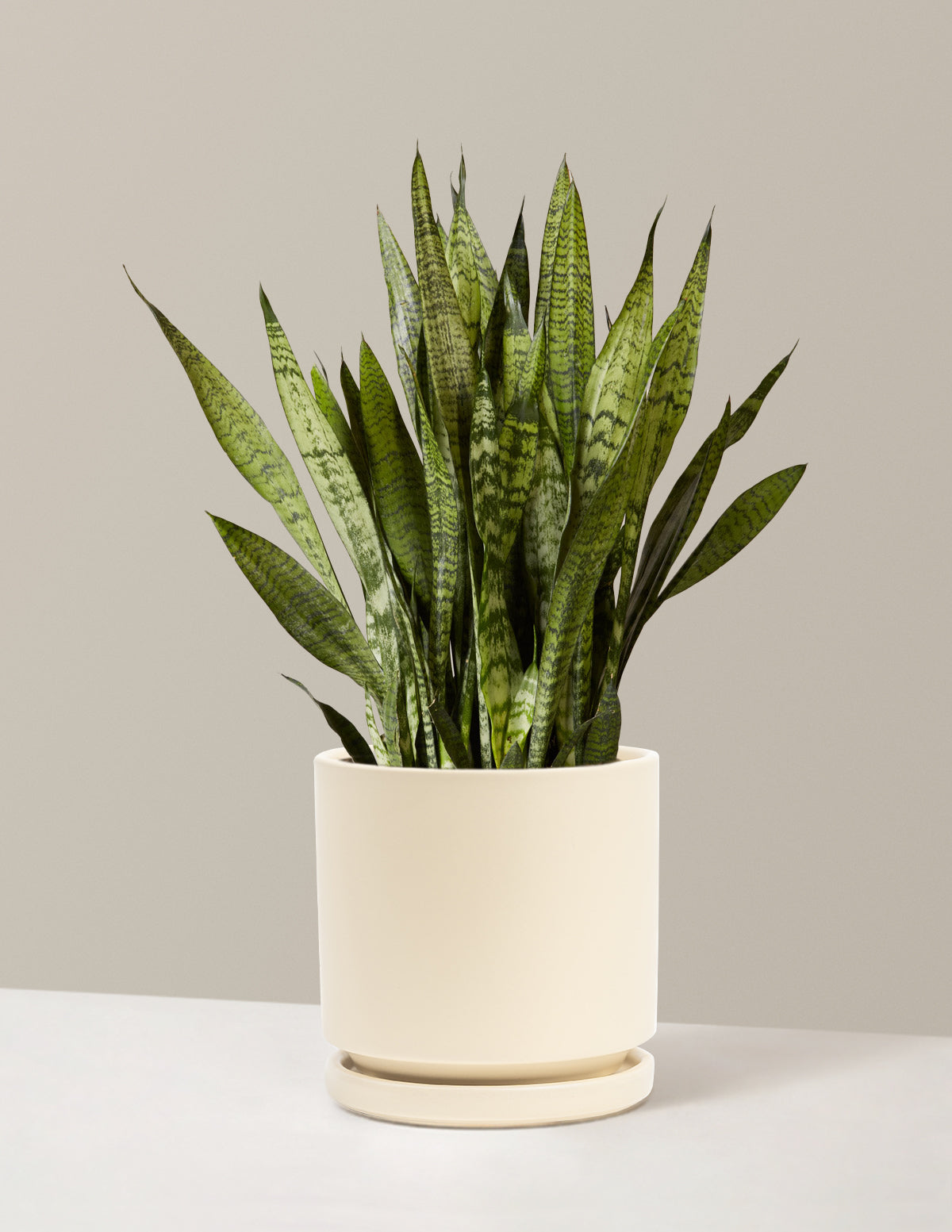 Paşa Kılıcı (Snake Plant) Zeylanica