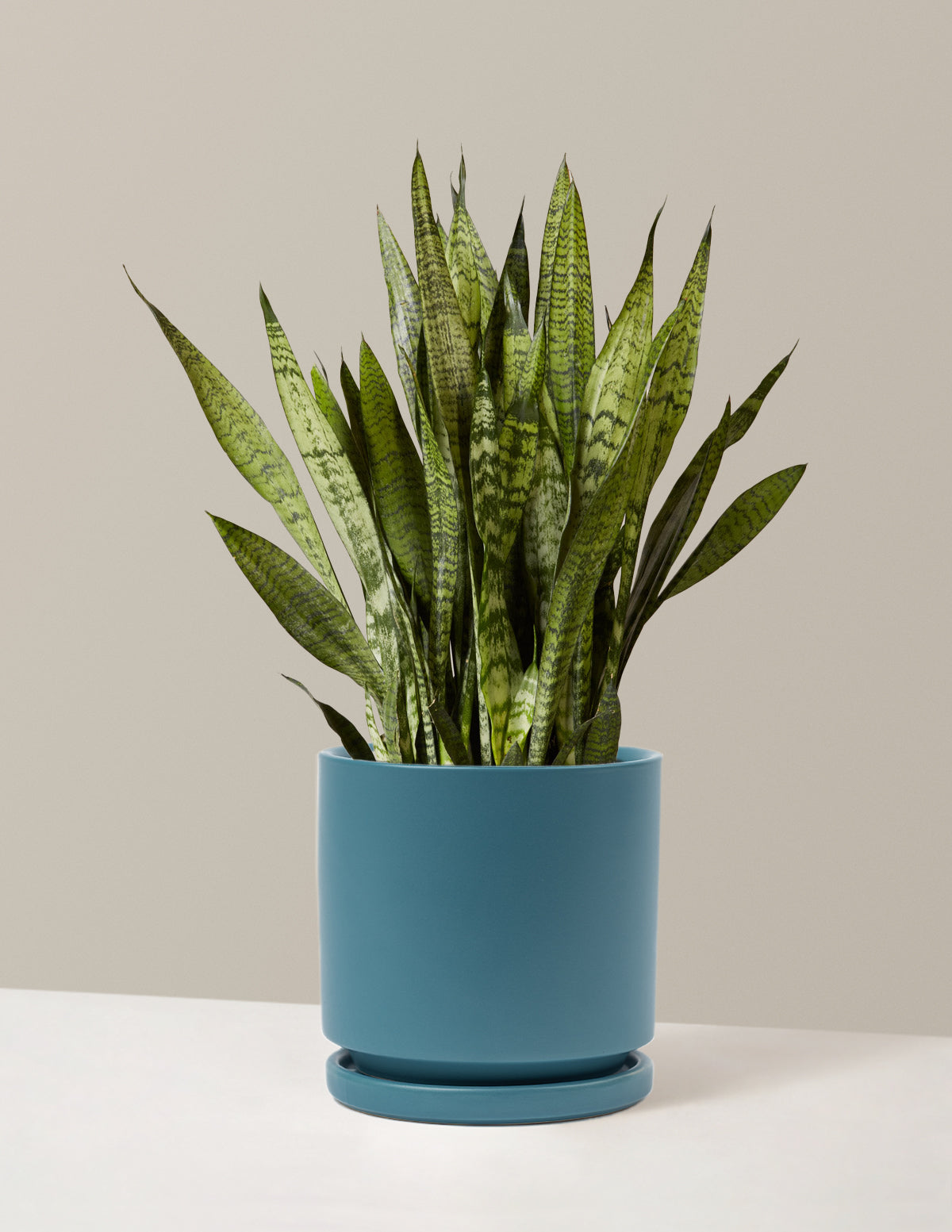 Paşa Kılıcı (Snake Plant) Zeylanica
