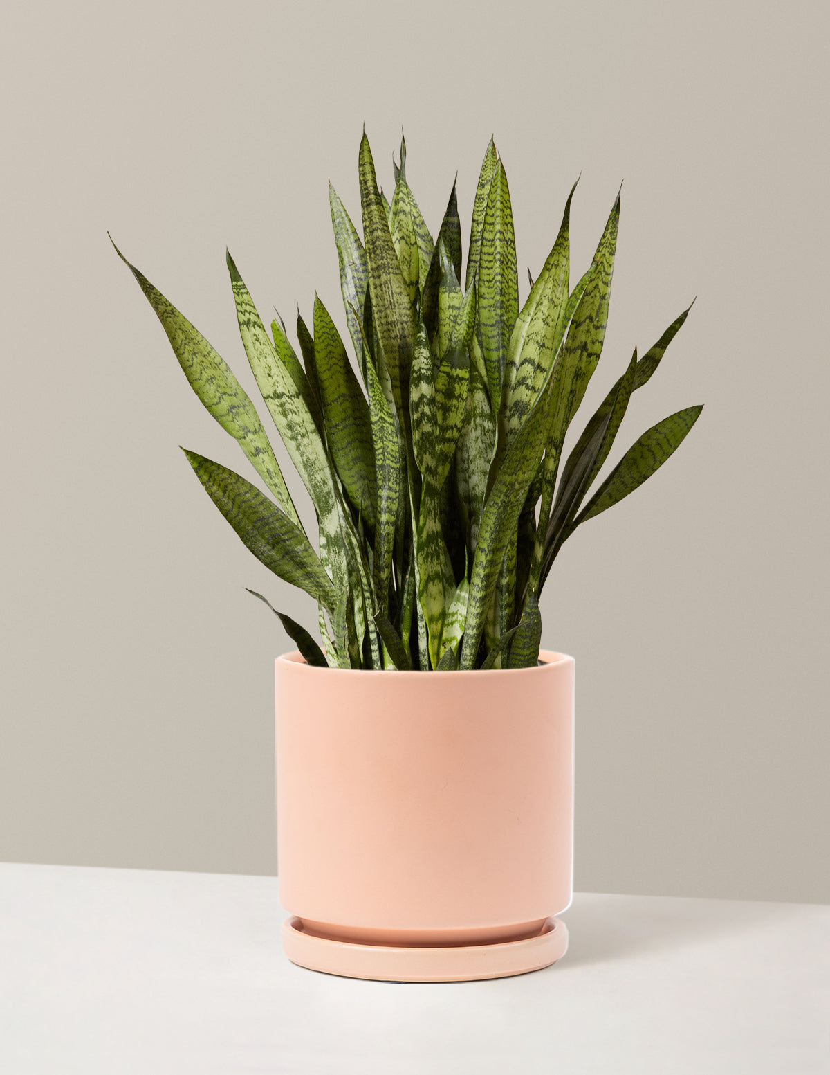 Paşa Kılıcı (Snake Plant) Zeylanica