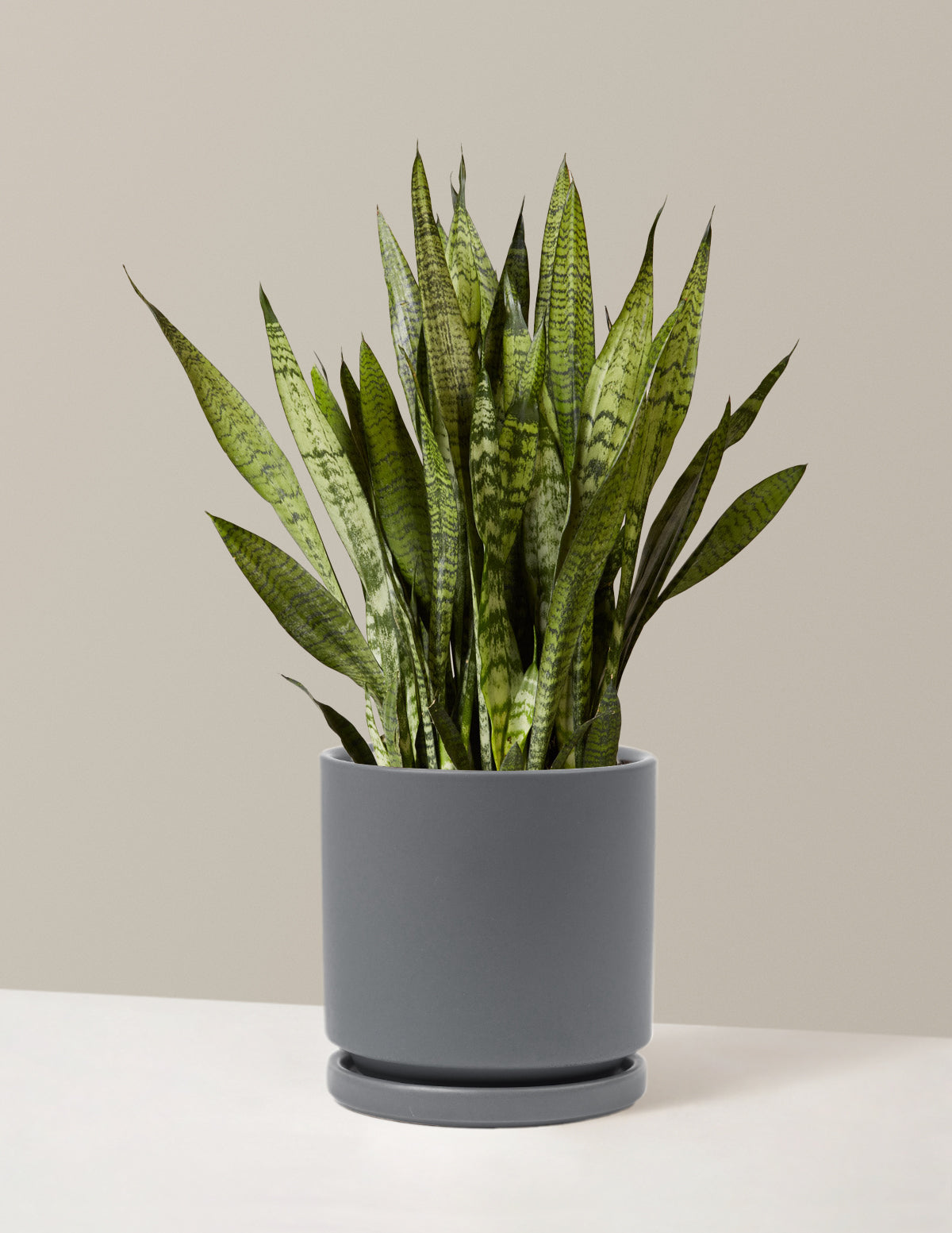 Paşa Kılıcı (Snake Plant) Zeylanica