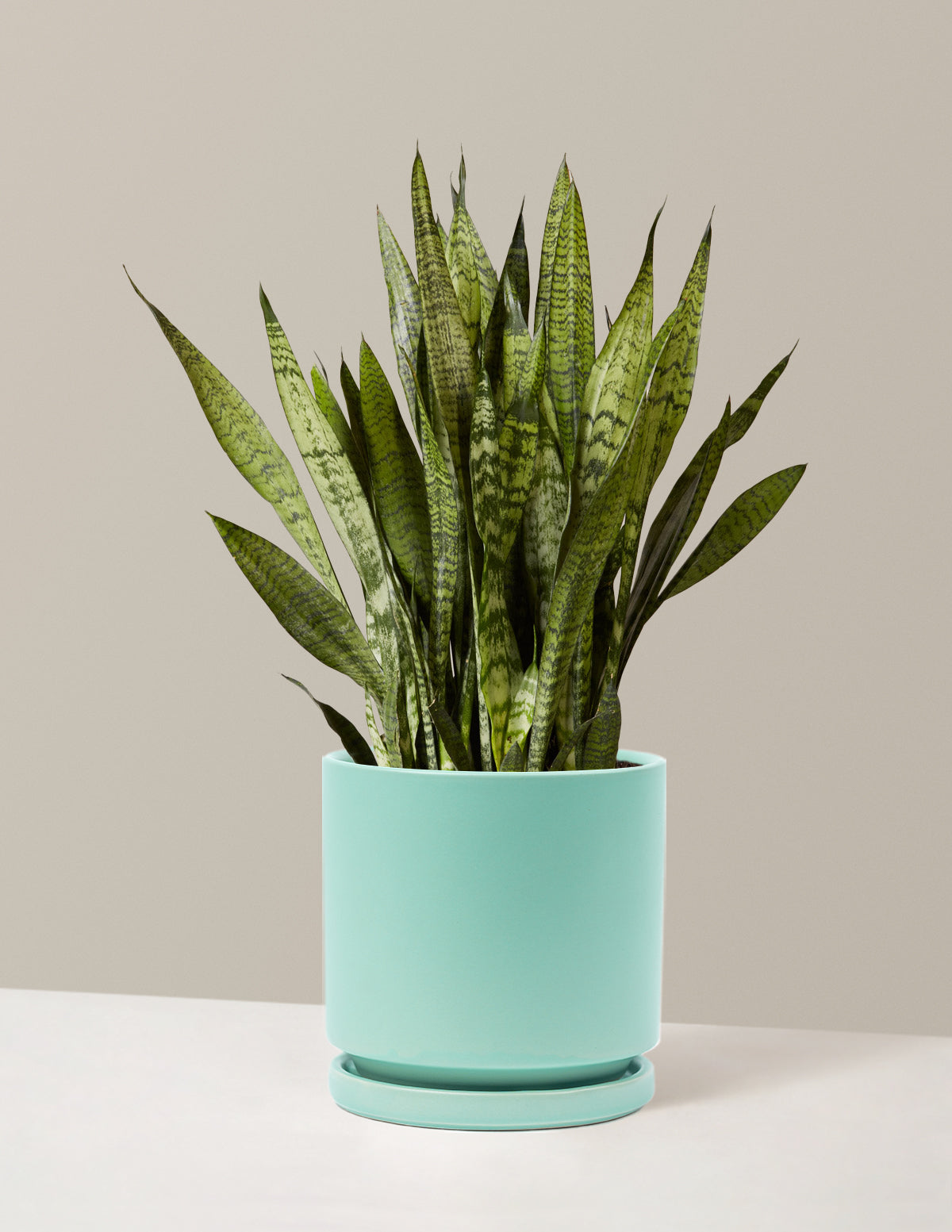 Paşa Kılıcı (Snake Plant) Zeylanica
