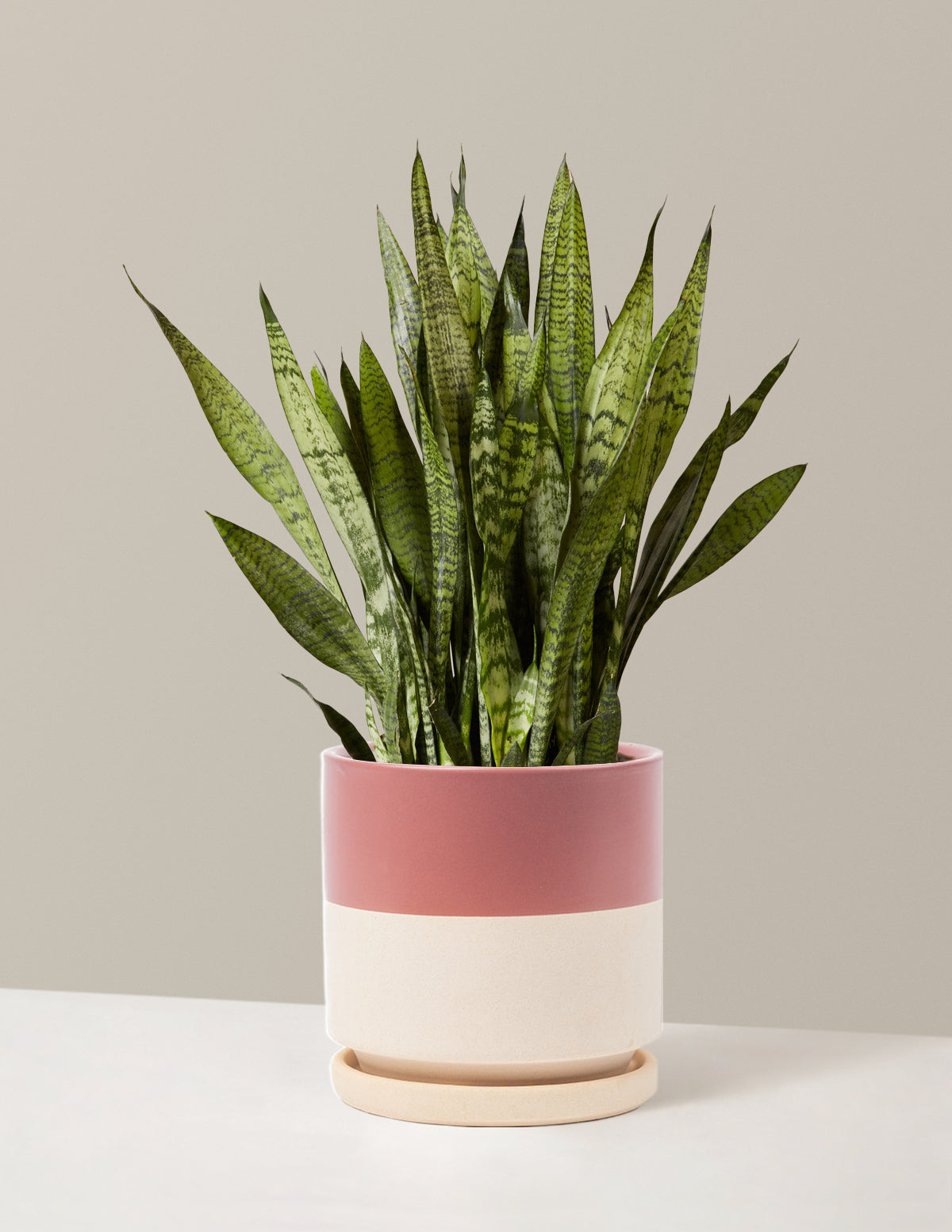 Paşa Kılıcı (Snake Plant) Zeylanica