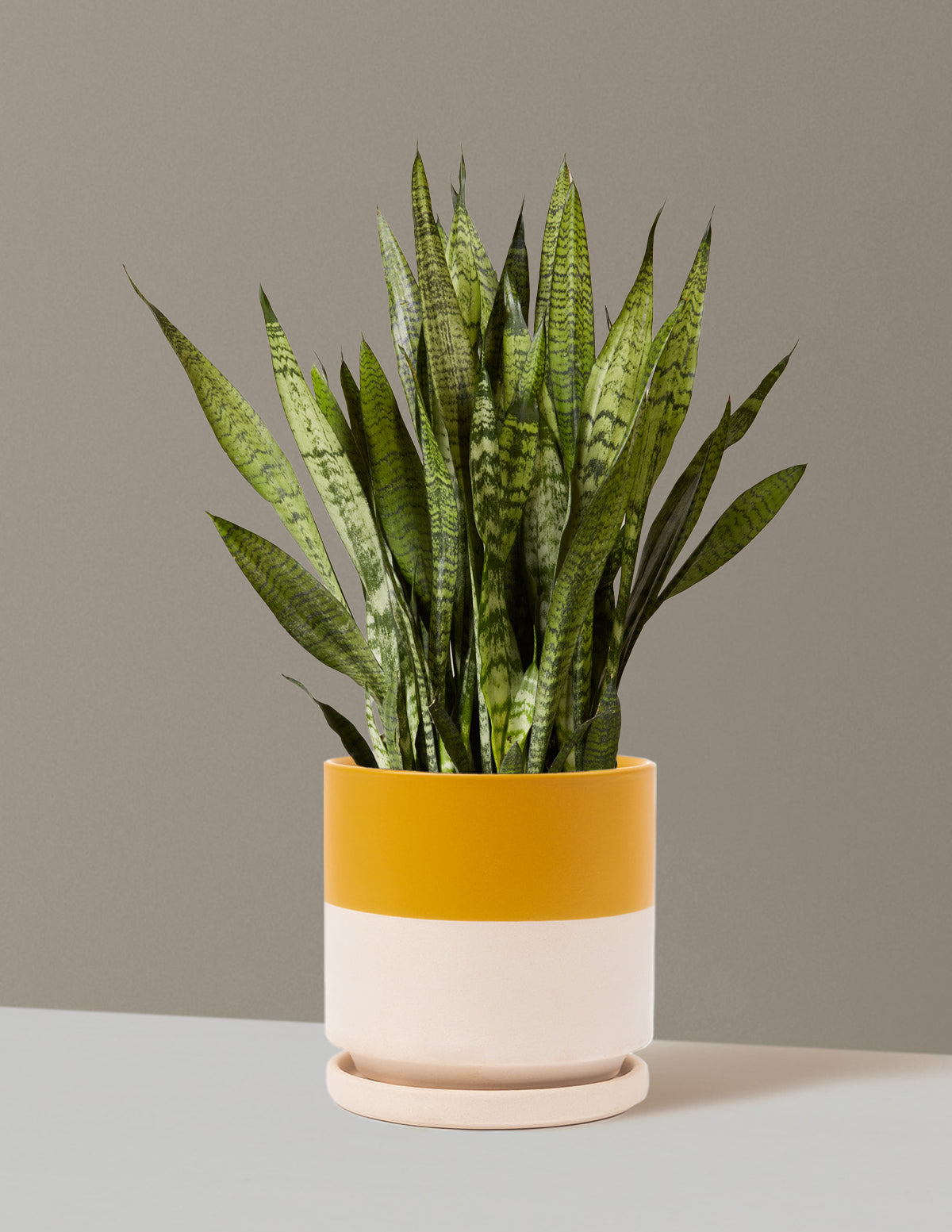 Paşa Kılıcı (Snake Plant) Zeylanica