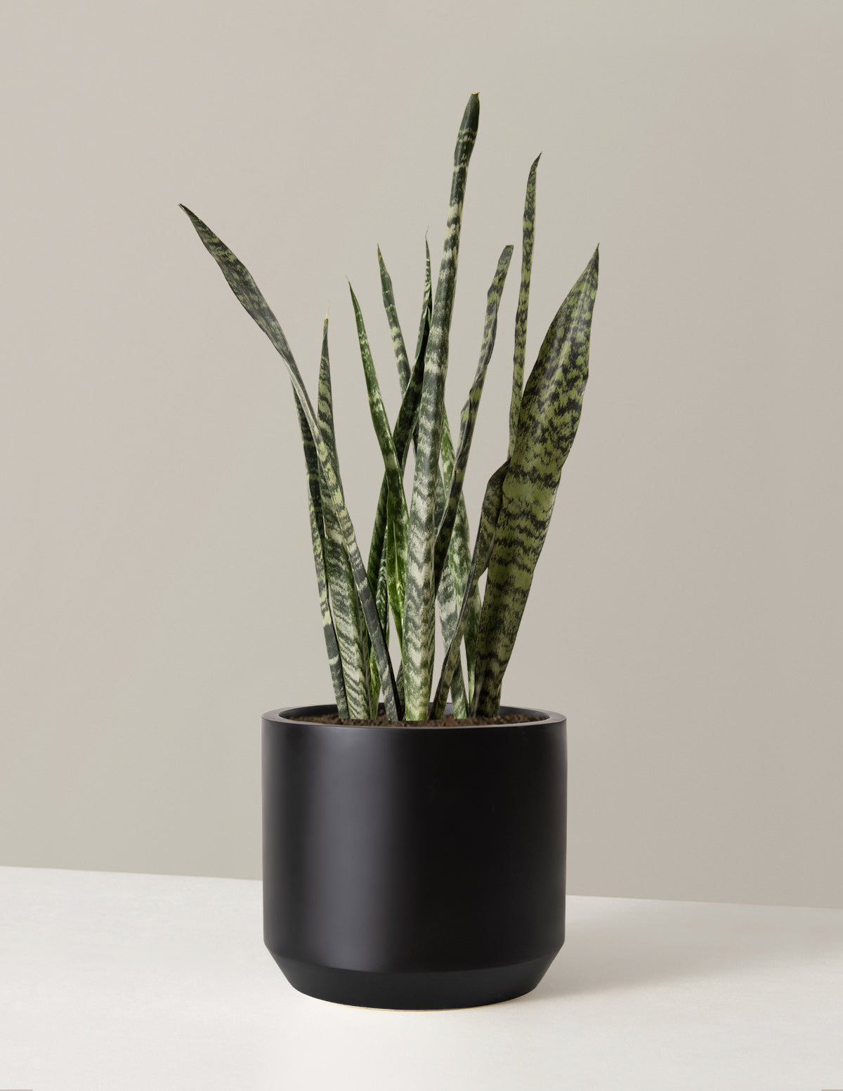Büyük Boy Snake Plant 'Black Coral'