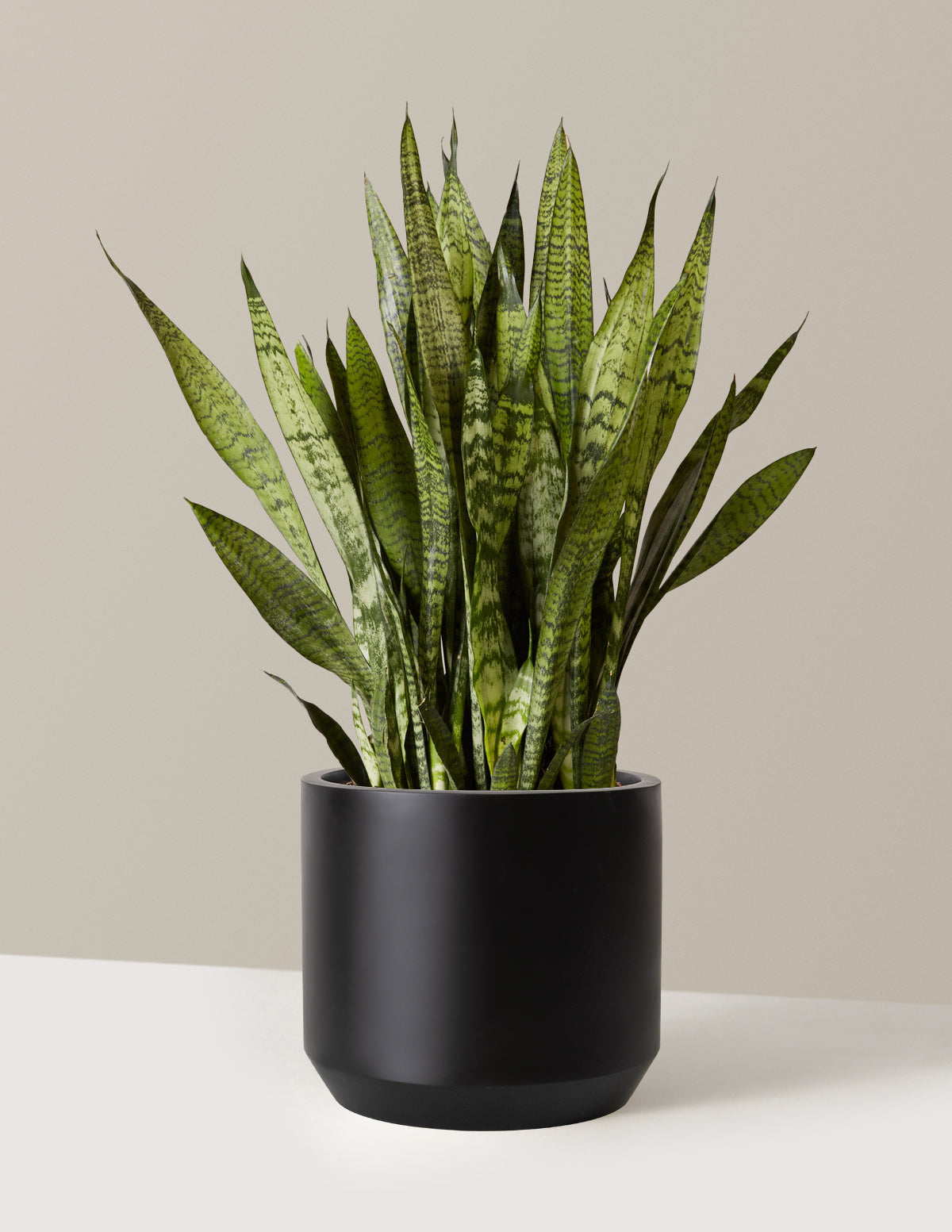 Paşa Kılıcı (Snake Plant) Zeylanica
