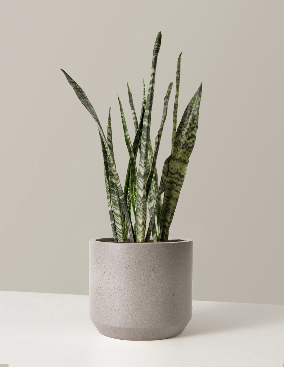 Büyük Boy Snake Plant 'Black Coral'