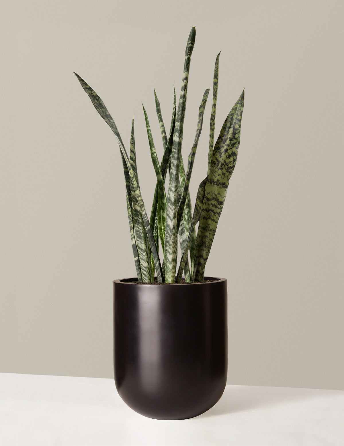 Büyük Boy Snake Plant 'Black Coral'