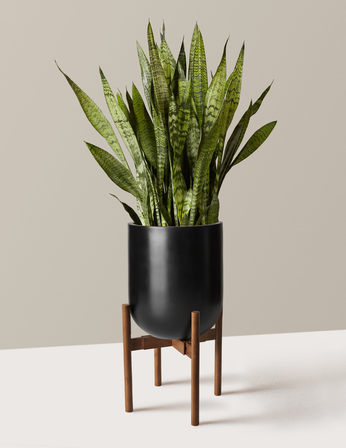 Paşa Kılıcı (Snake Plant) Zeylanica