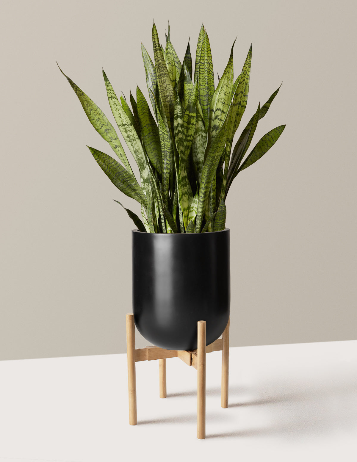 Paşa Kılıcı (Snake Plant) Zeylanica