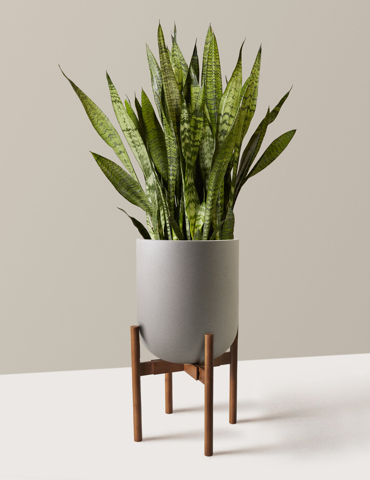 Paşa Kılıcı (Snake Plant) Zeylanica
