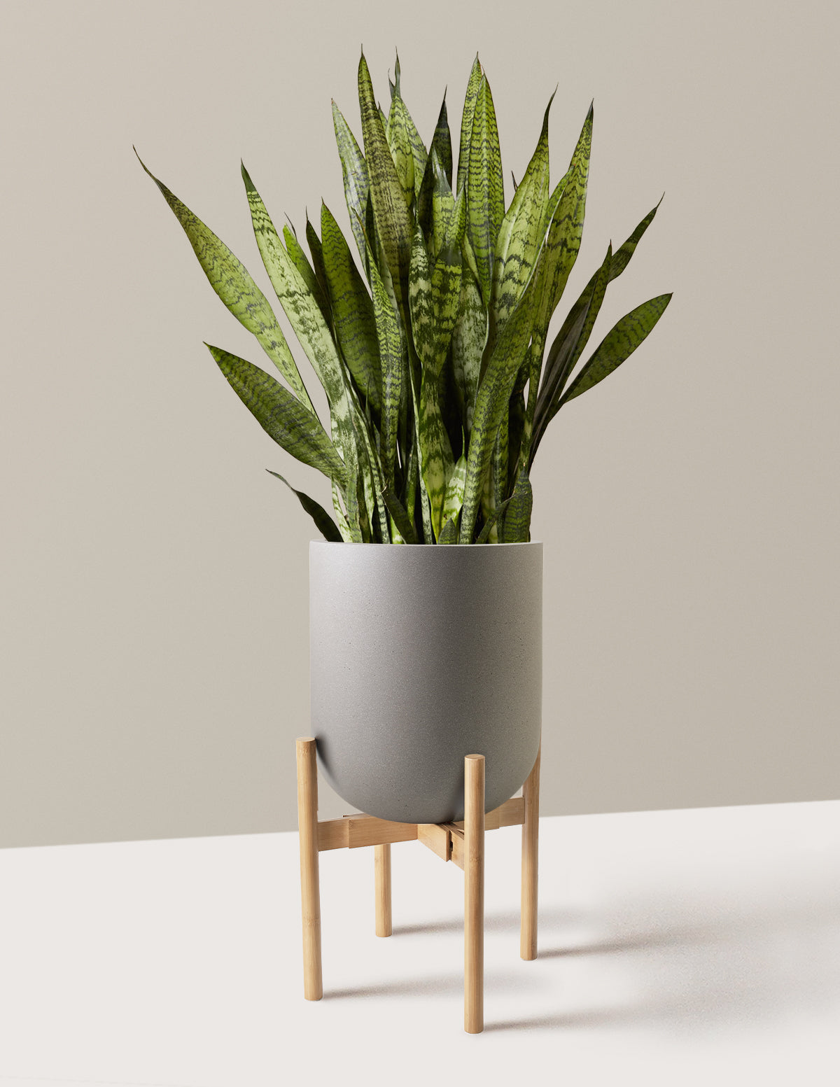 Paşa Kılıcı (Snake Plant) Zeylanica