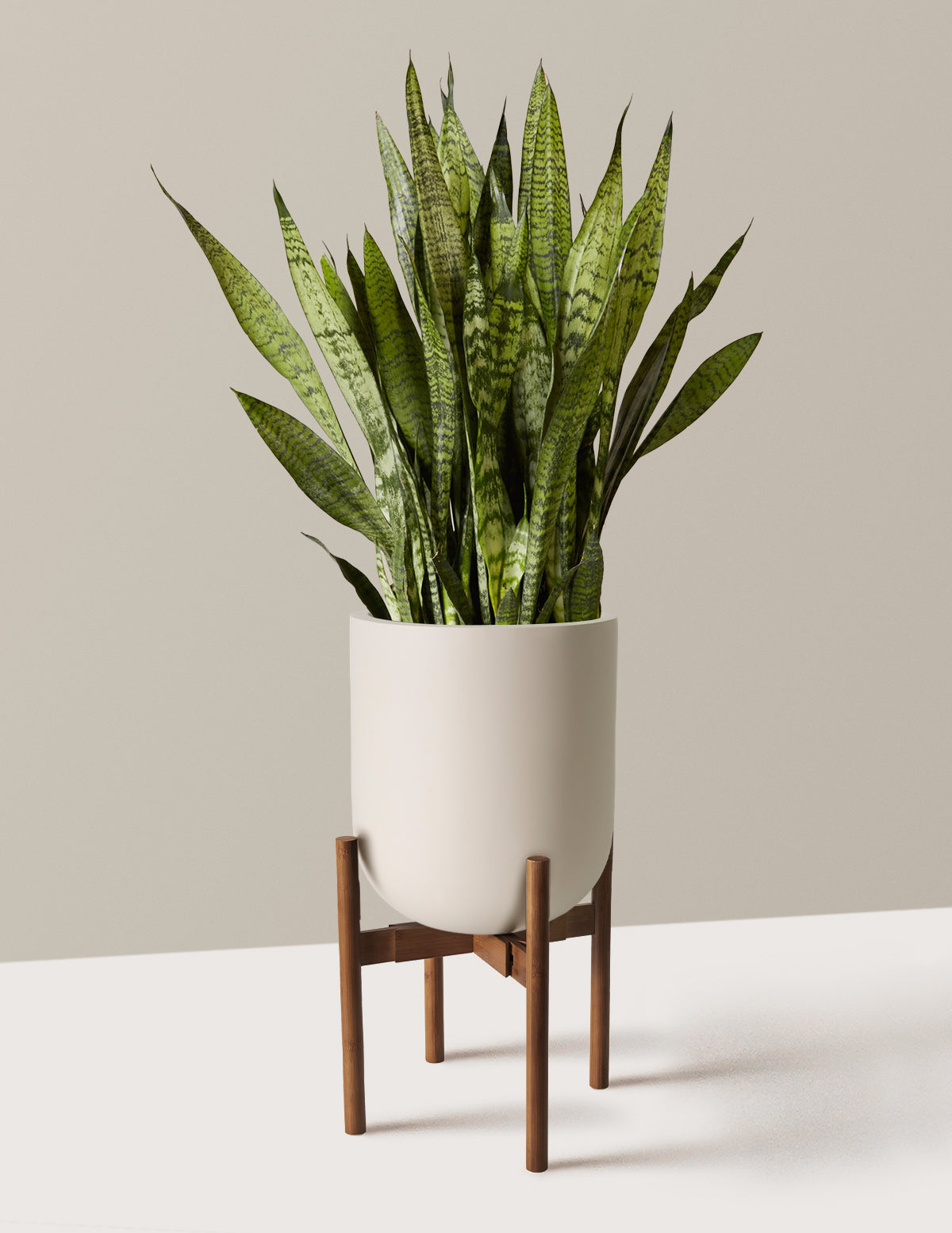 Paşa Kılıcı (Snake Plant) Zeylanica
