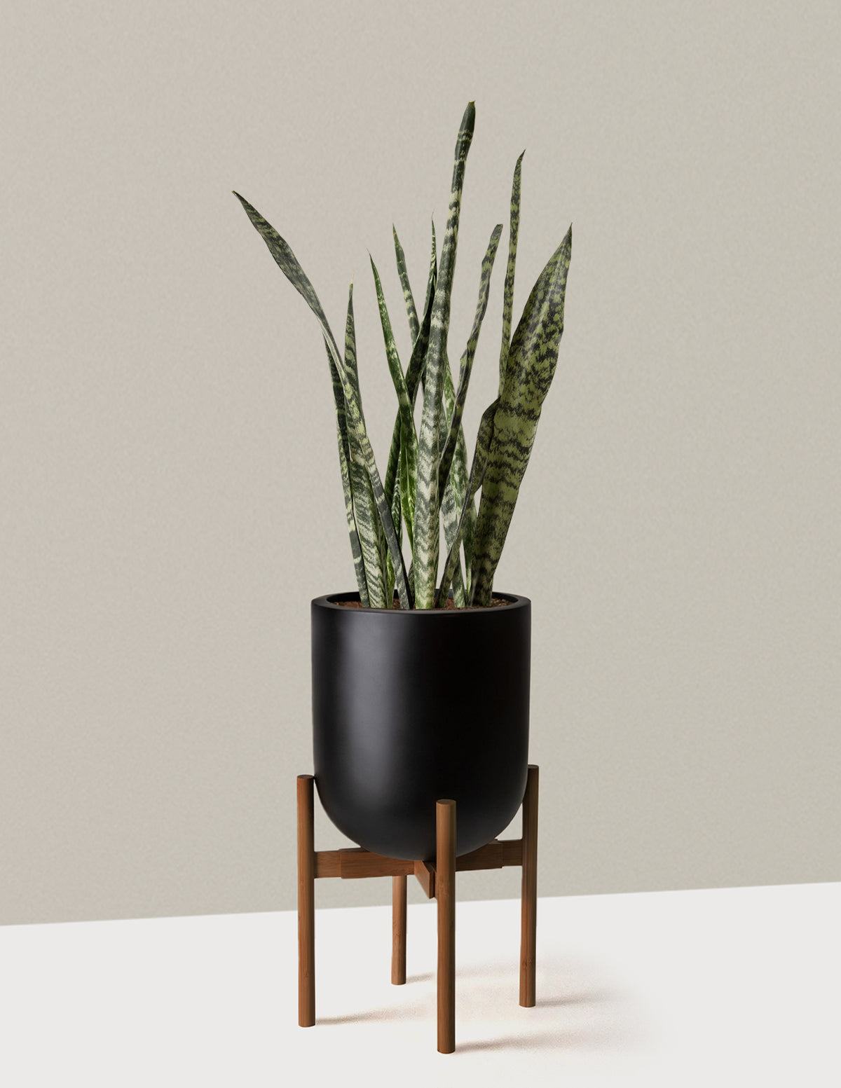 Büyük Boy Snake Plant 'Black Coral'