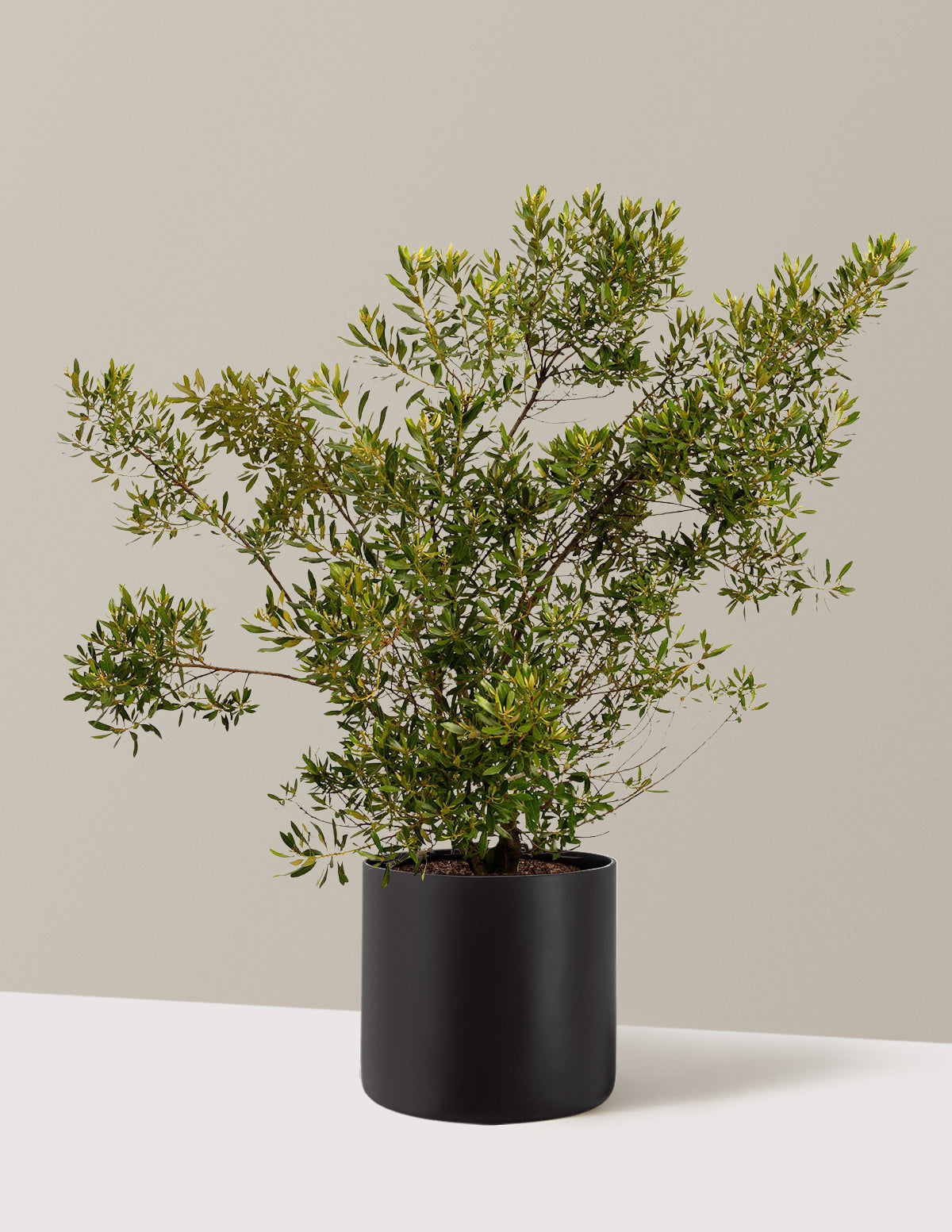 Southern Wax Myrtle (Güney Mumu Mersini)