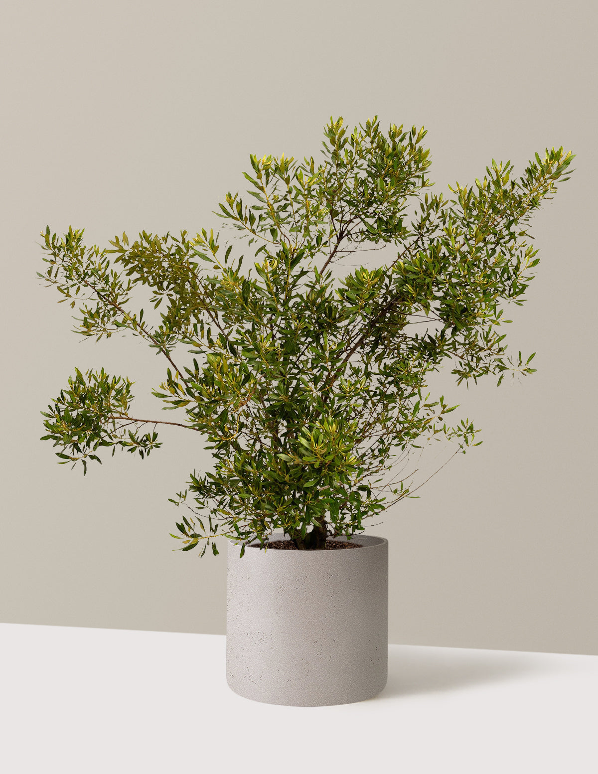 Southern Wax Myrtle (Güney Mumu Mersini)