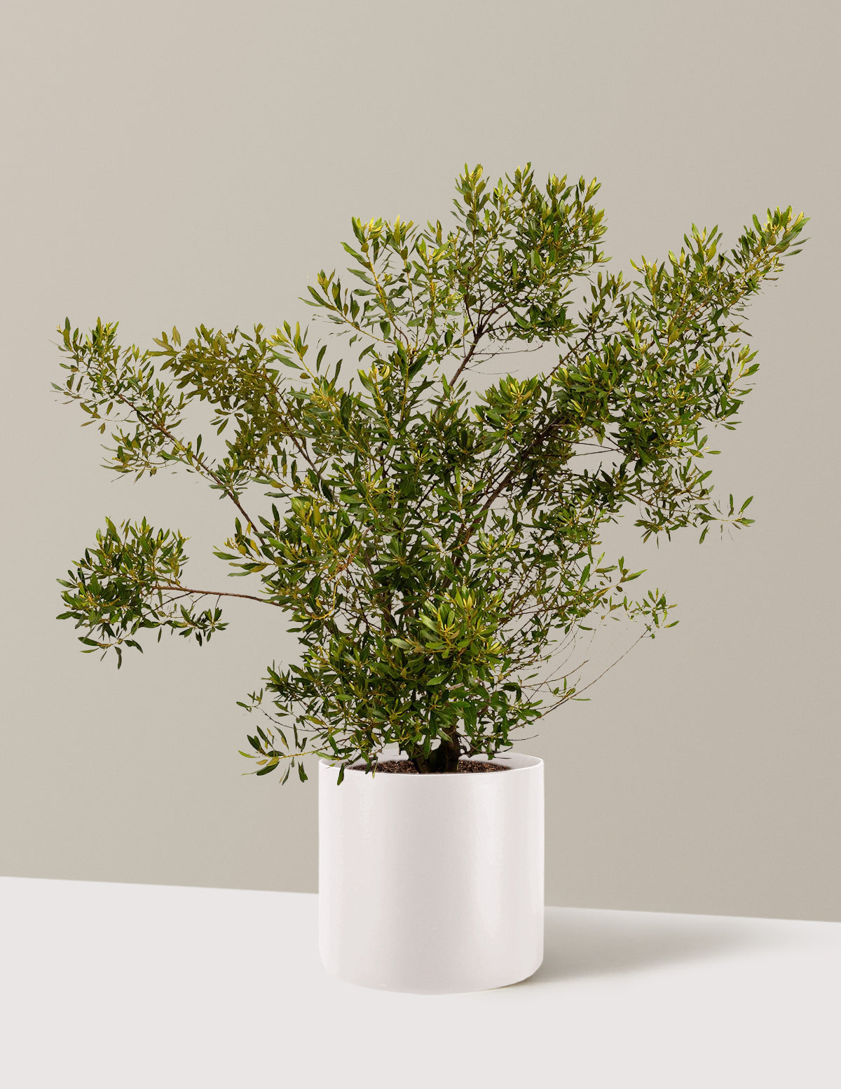 Southern Wax Myrtle (Güney Mumu Mersini)