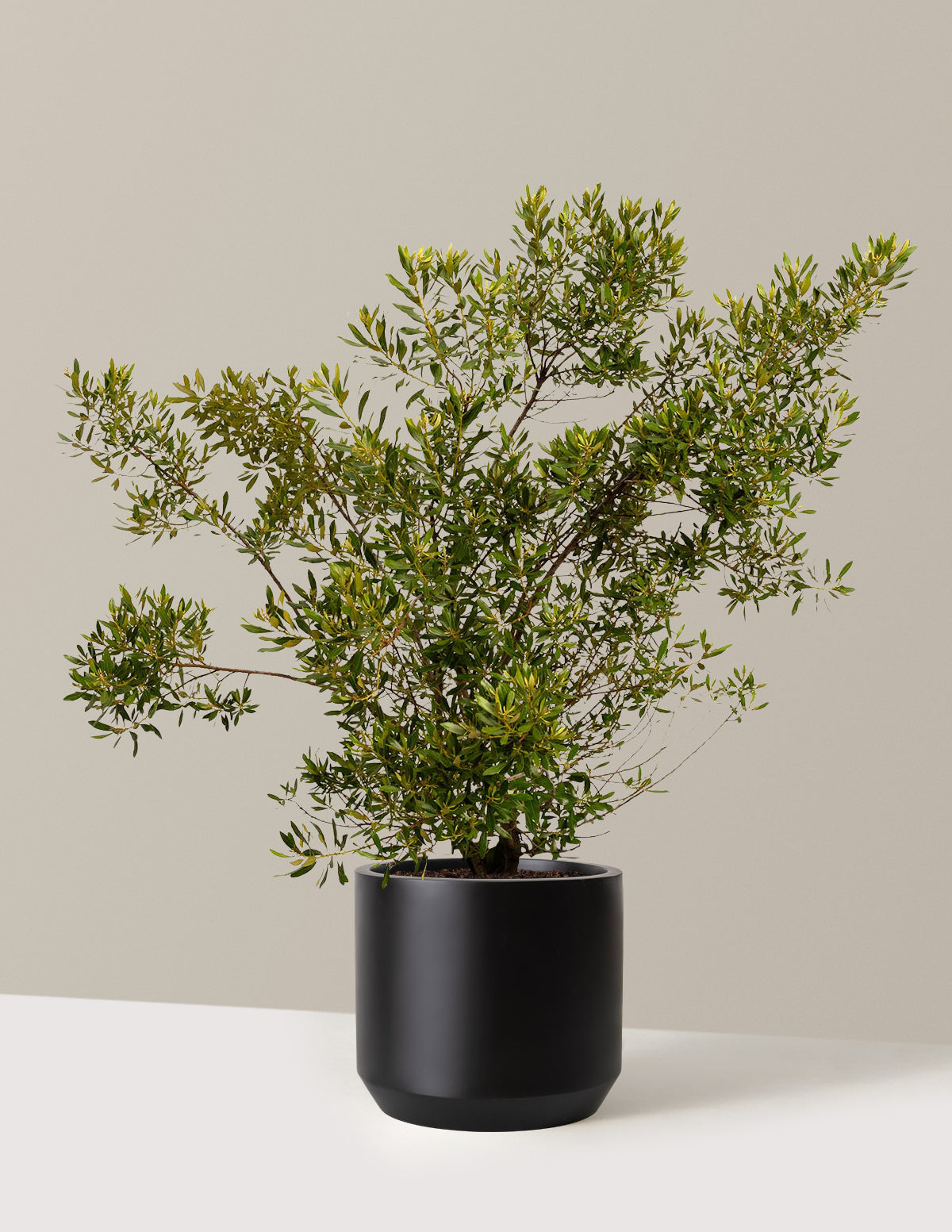 Southern Wax Myrtle (Güney Mumu Mersini)