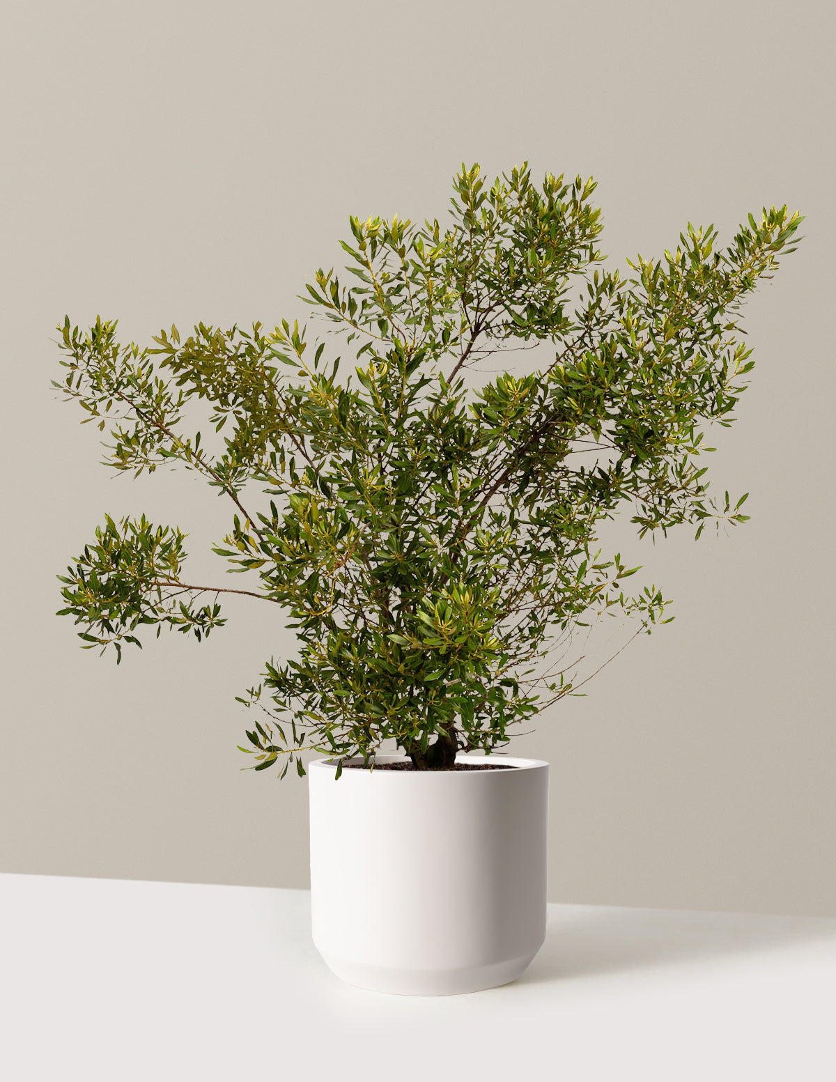 Southern Wax Myrtle (Güney Mumu Mersini)