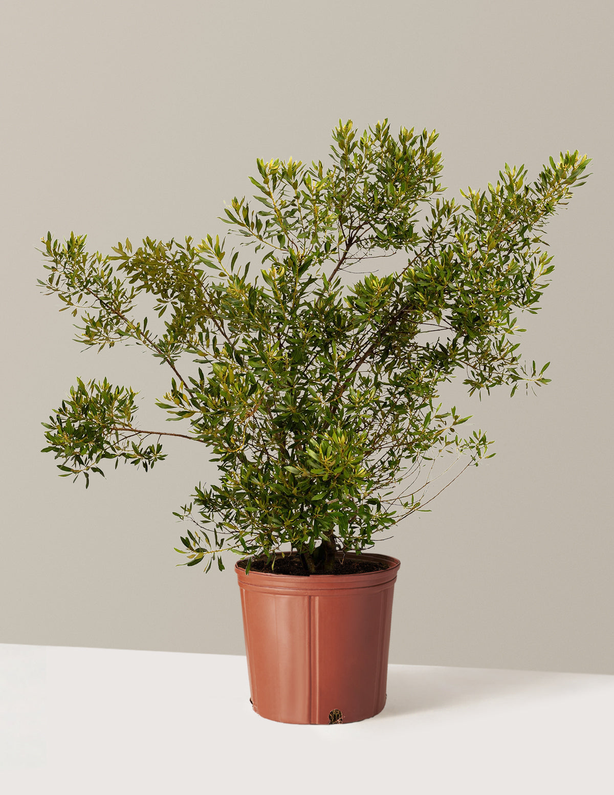Southern Wax Myrtle (Güney Mumu Mersini)