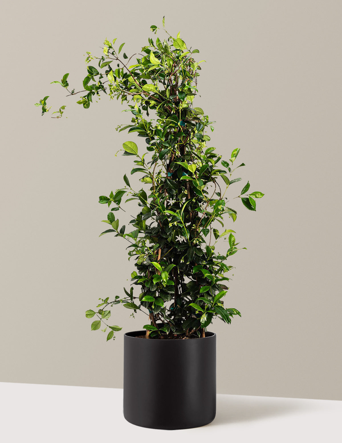 Yıldız Yasemini (Star Jasmine)